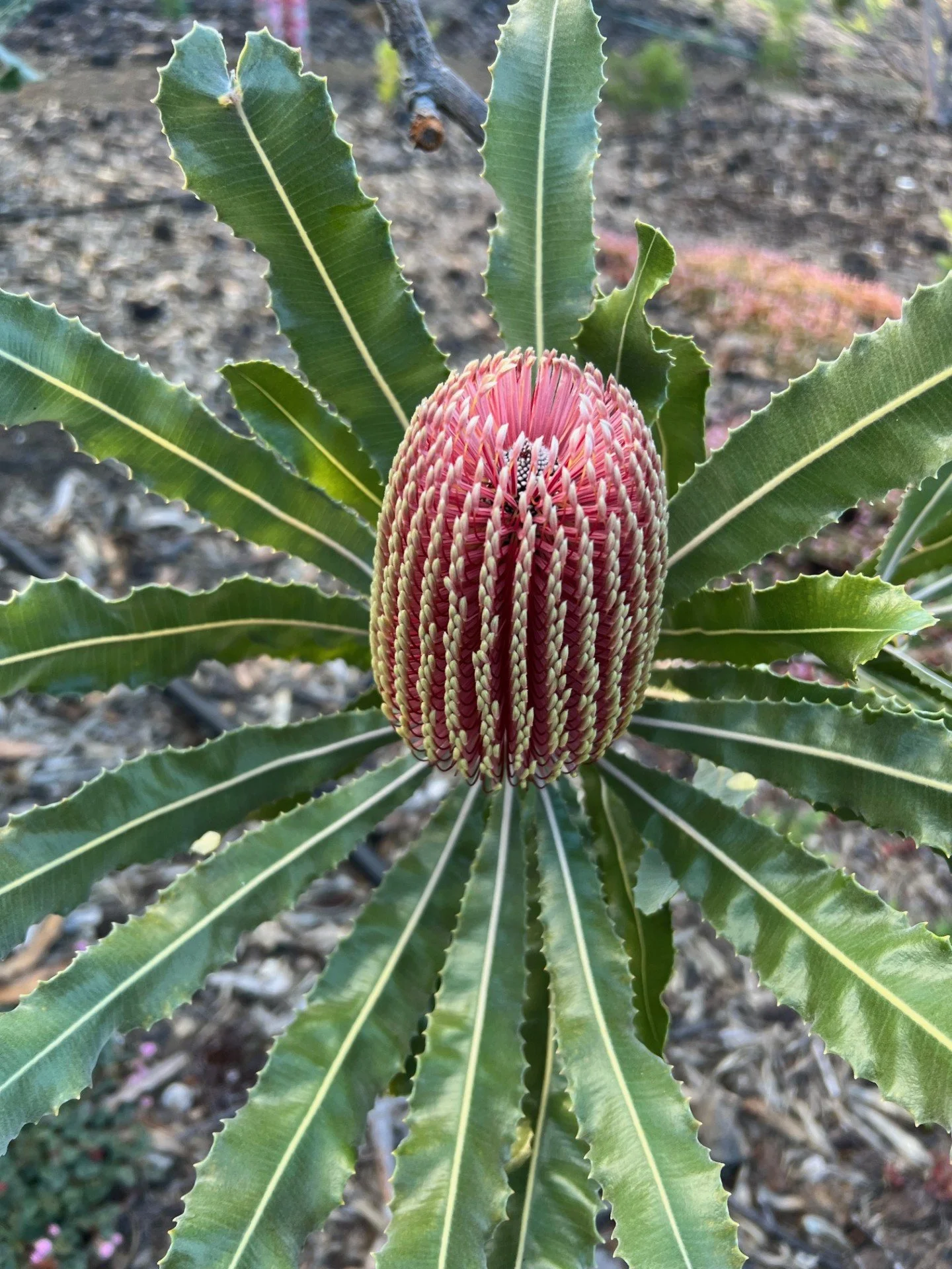 Protea flower farm on the Big Island Hawaii