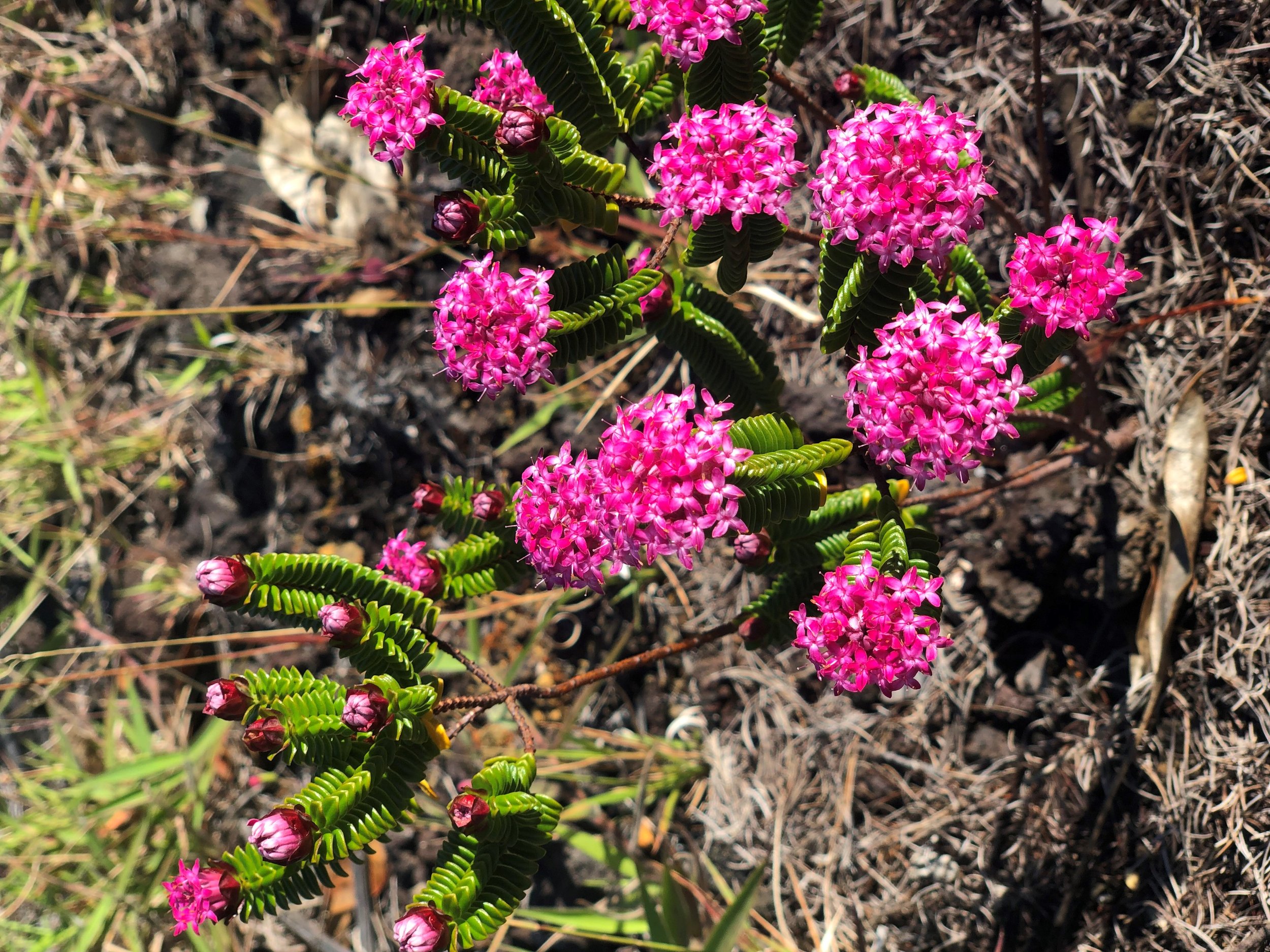 Big Island Hawaii protea farm tour