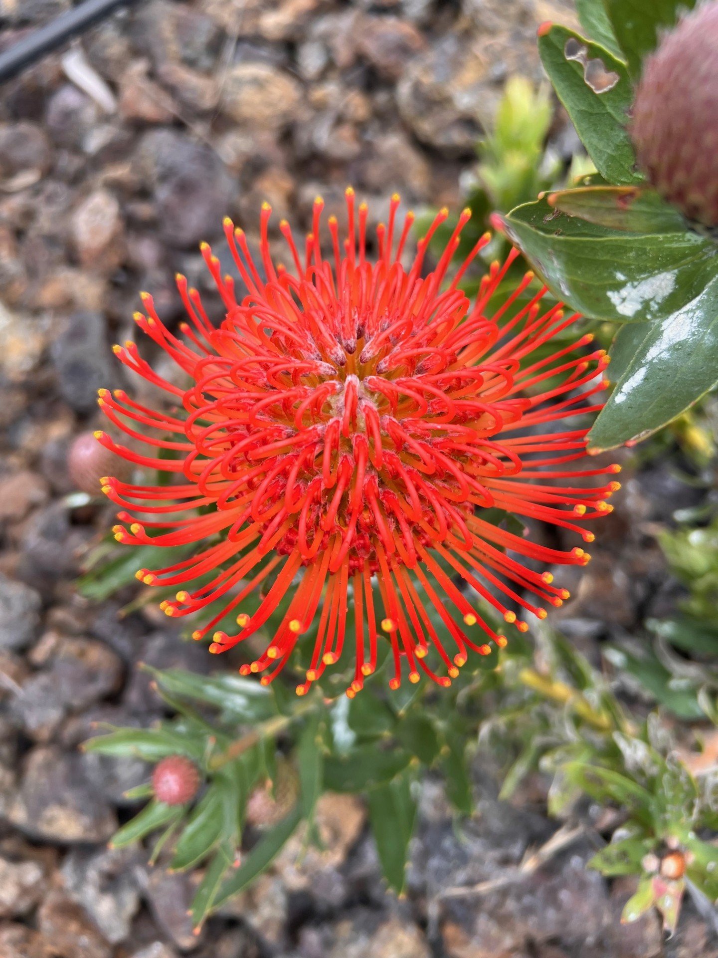 Big Island Hawaii protea farm tour