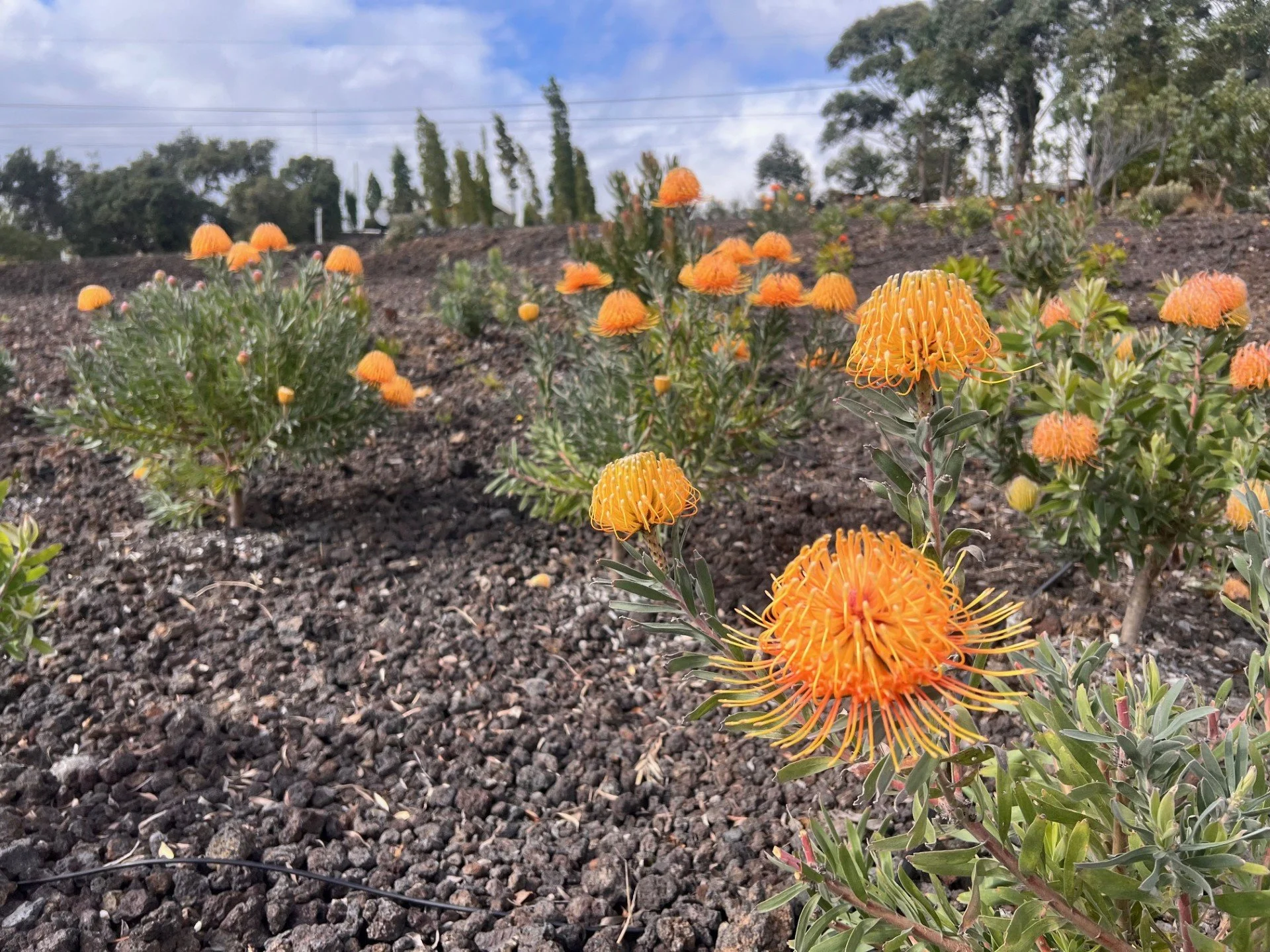 Hawaiian protea flowers growing on farm