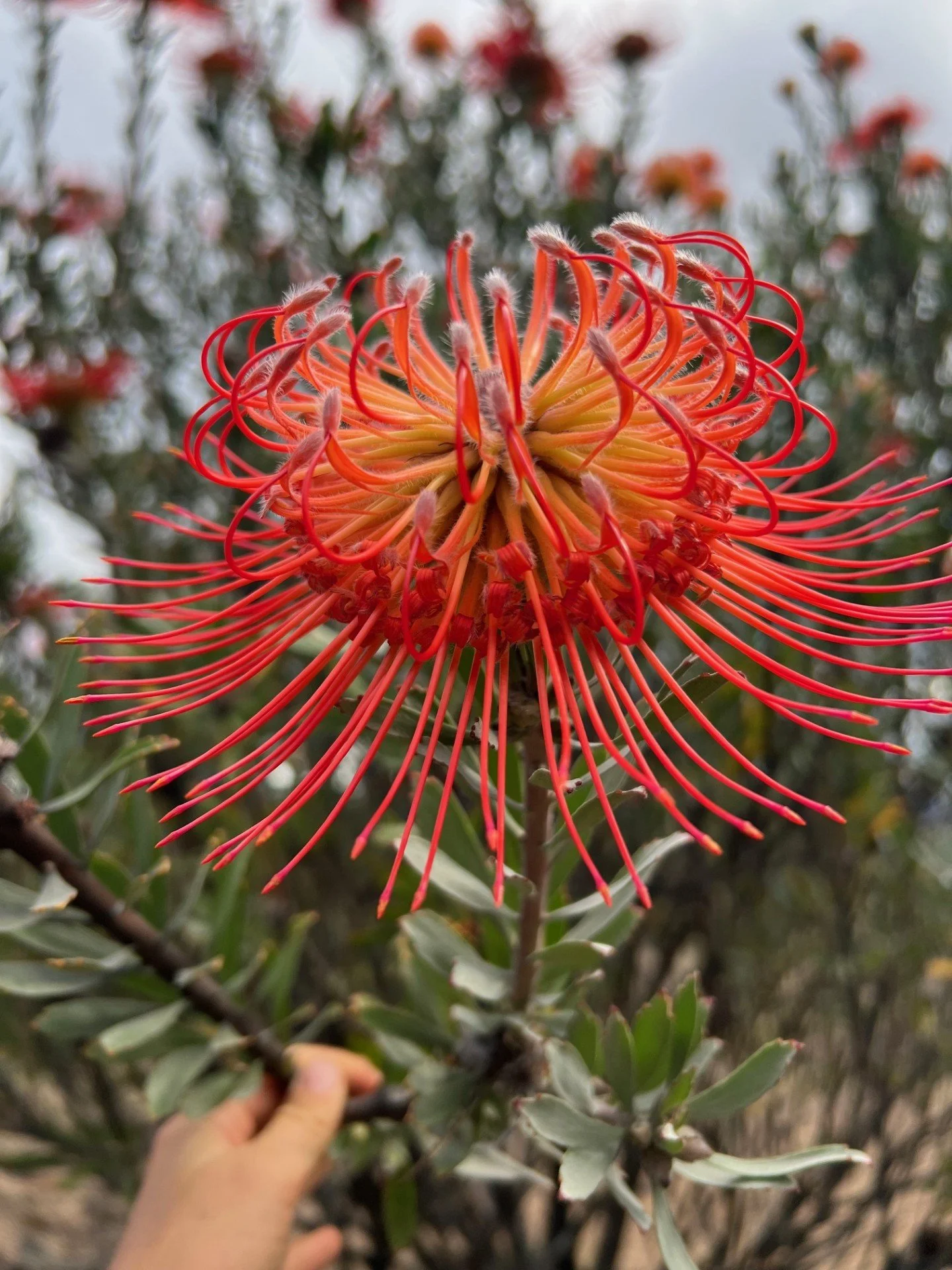 Big Island Hawaii protea farm tour