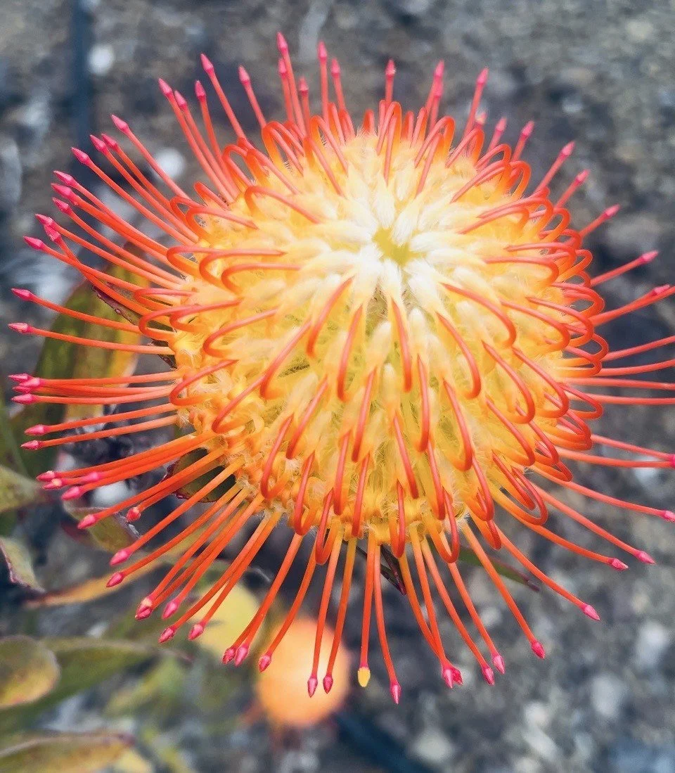 Protea Big Island Flower Farm Tour Patio Nelson