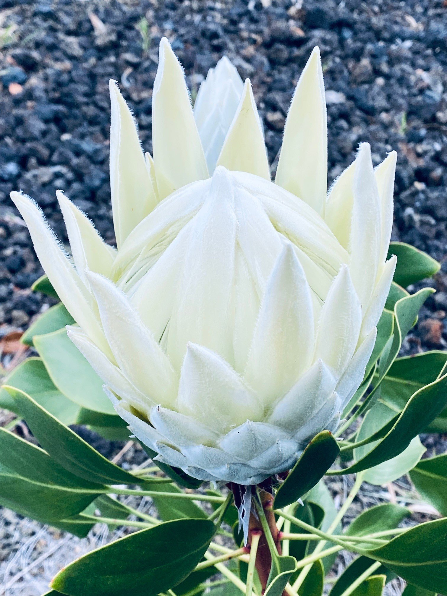 Big Island Hawaii protea farm tour