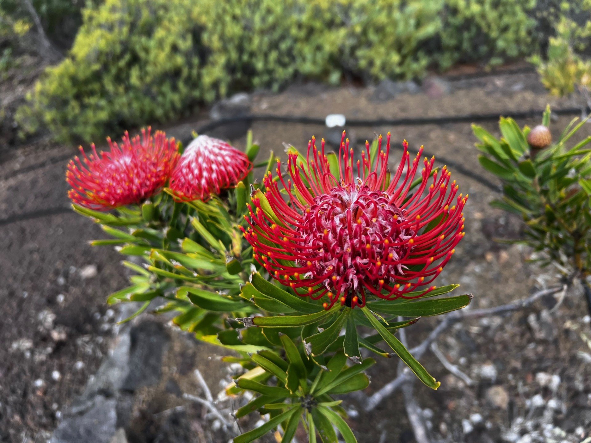 Big Island Hawaii protea farm tour