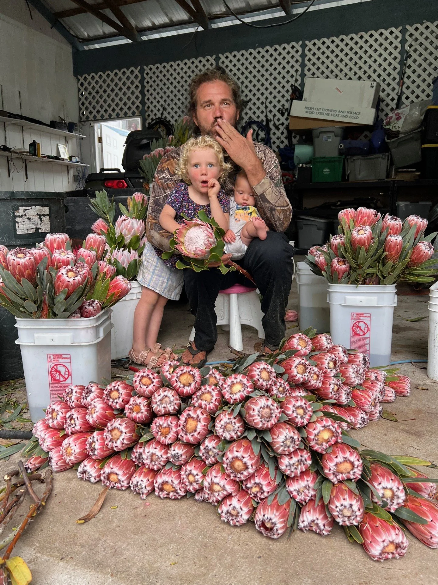 Protea flower farm on the Big Island Hawaii