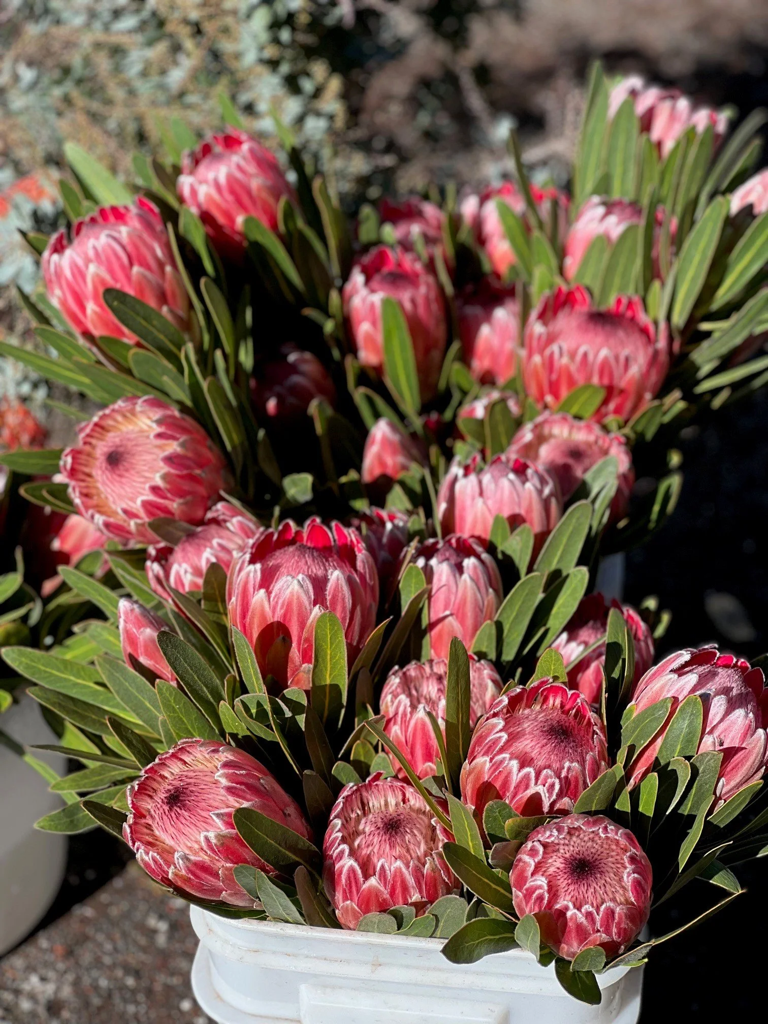 protea pink.jpg