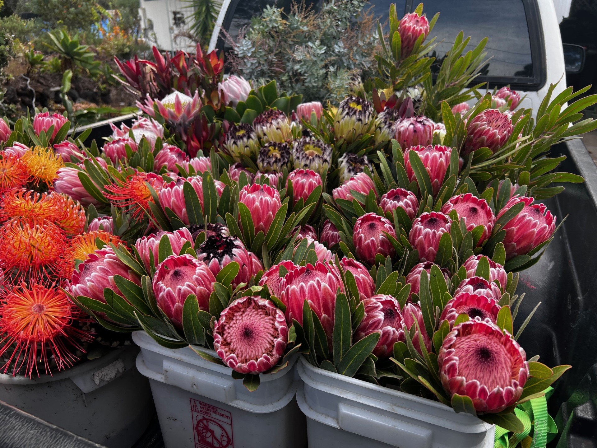 Hawaiian protea flowers growing on farm