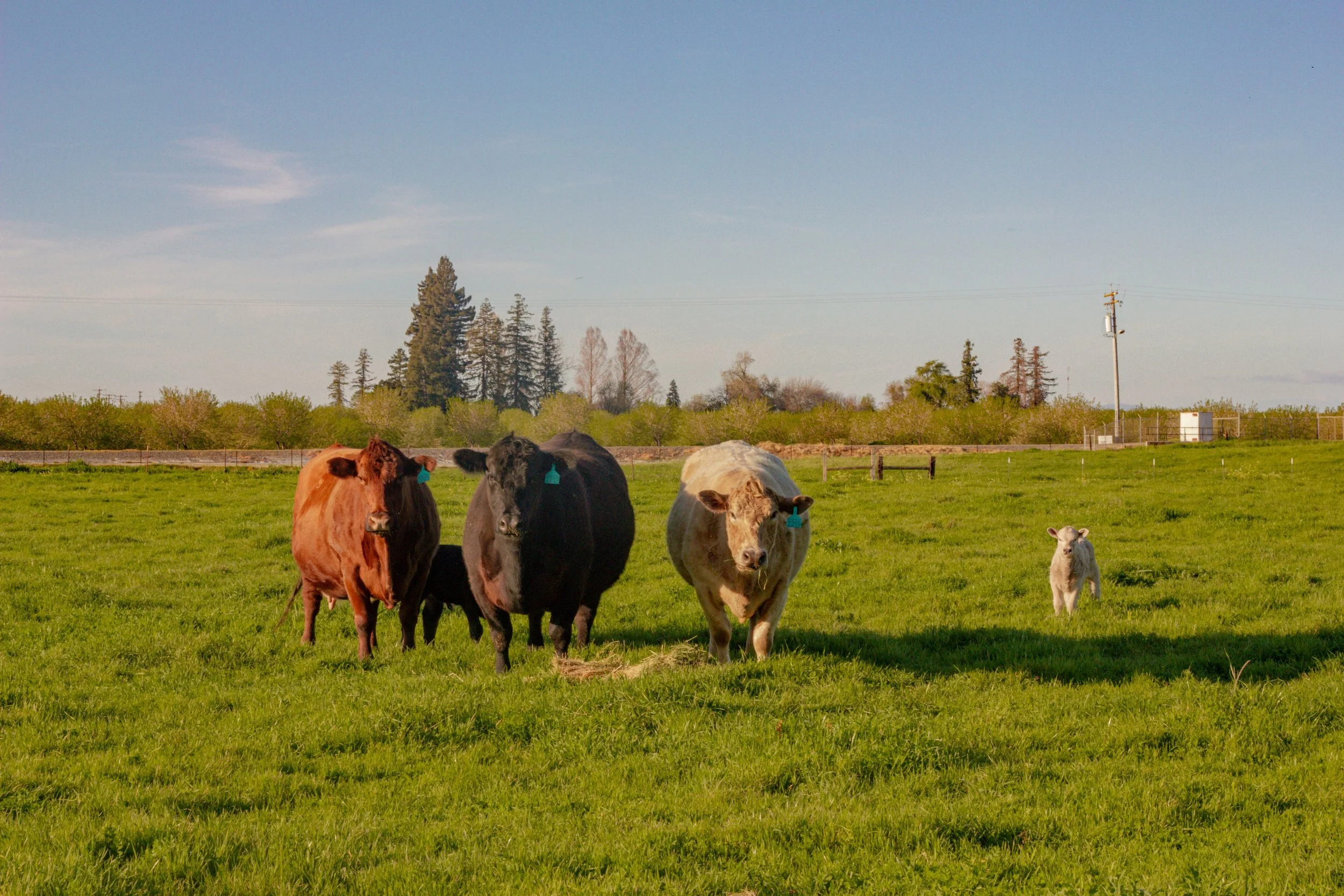 three mama cows on pasture
