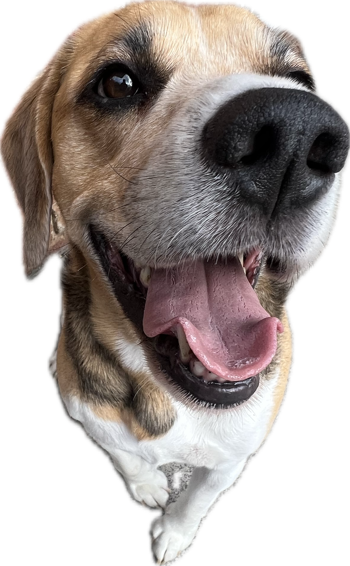 Close-up of a happy, brown, and white dog with its mouth open and tongue out, isolated on black background.