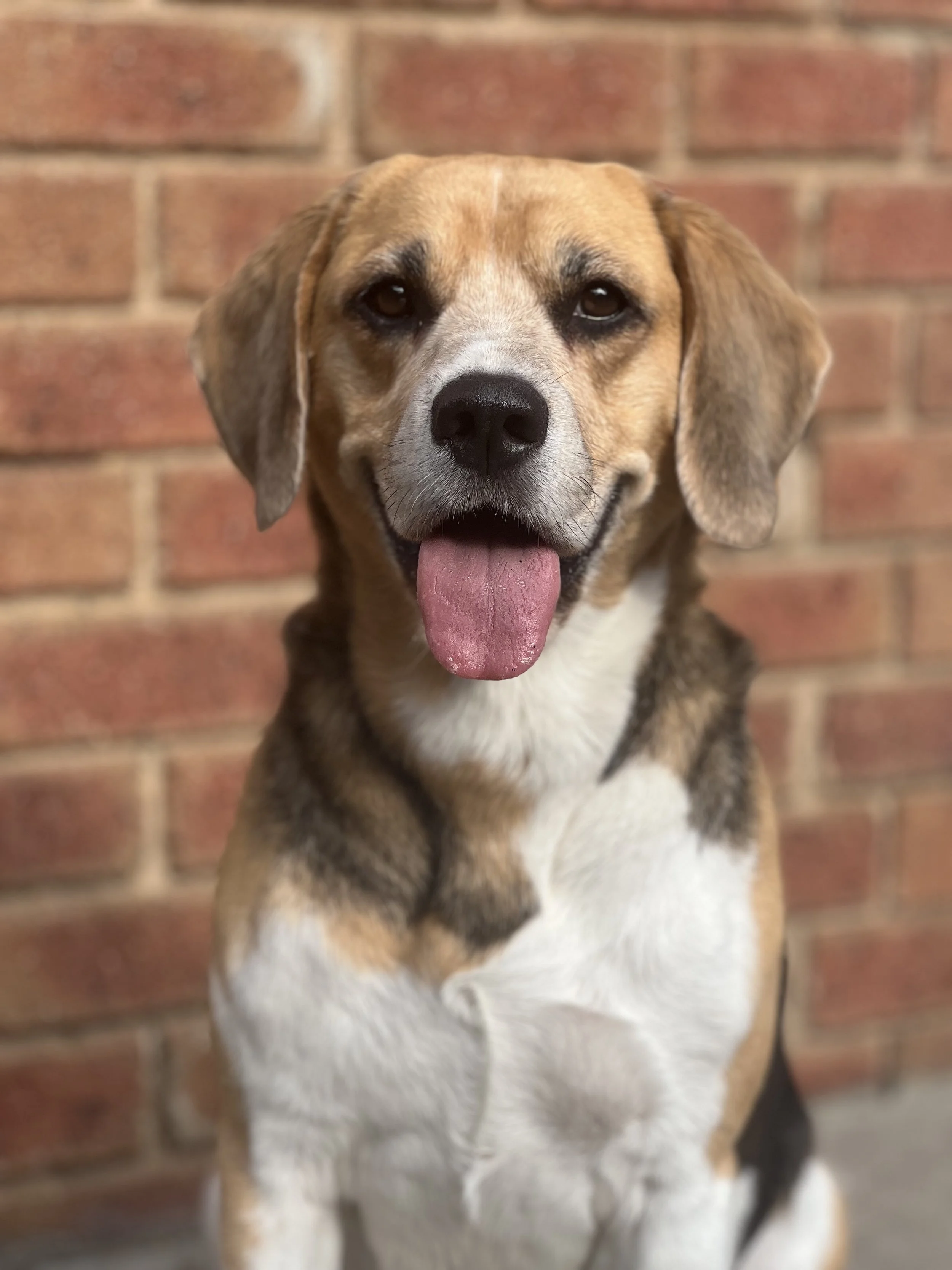 A happy beagle dog with its tongue out sitting in front of a brick wall.