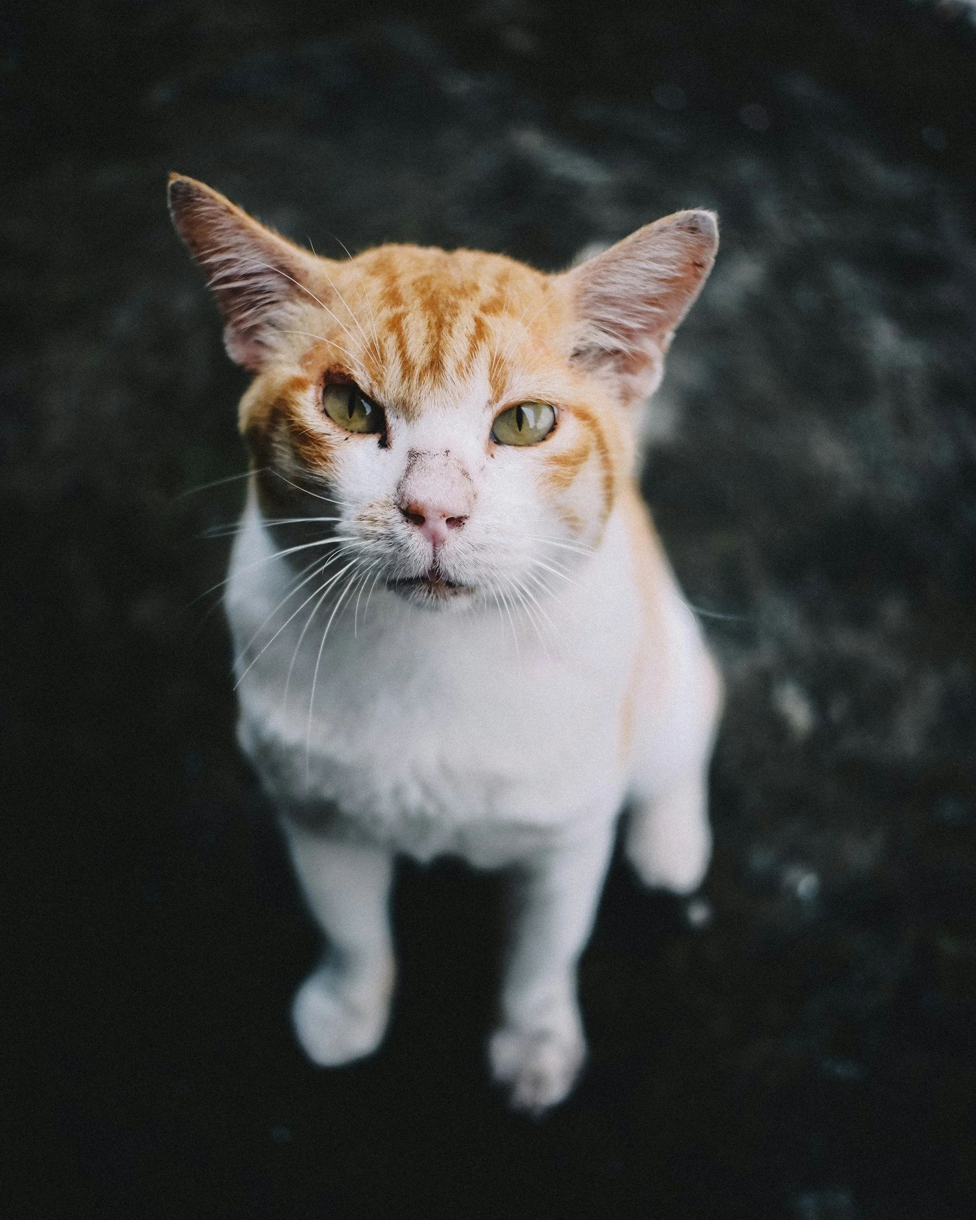 Close-up of an orange and white cat with green eyes, looking up at the camera, standing on a dark surface.