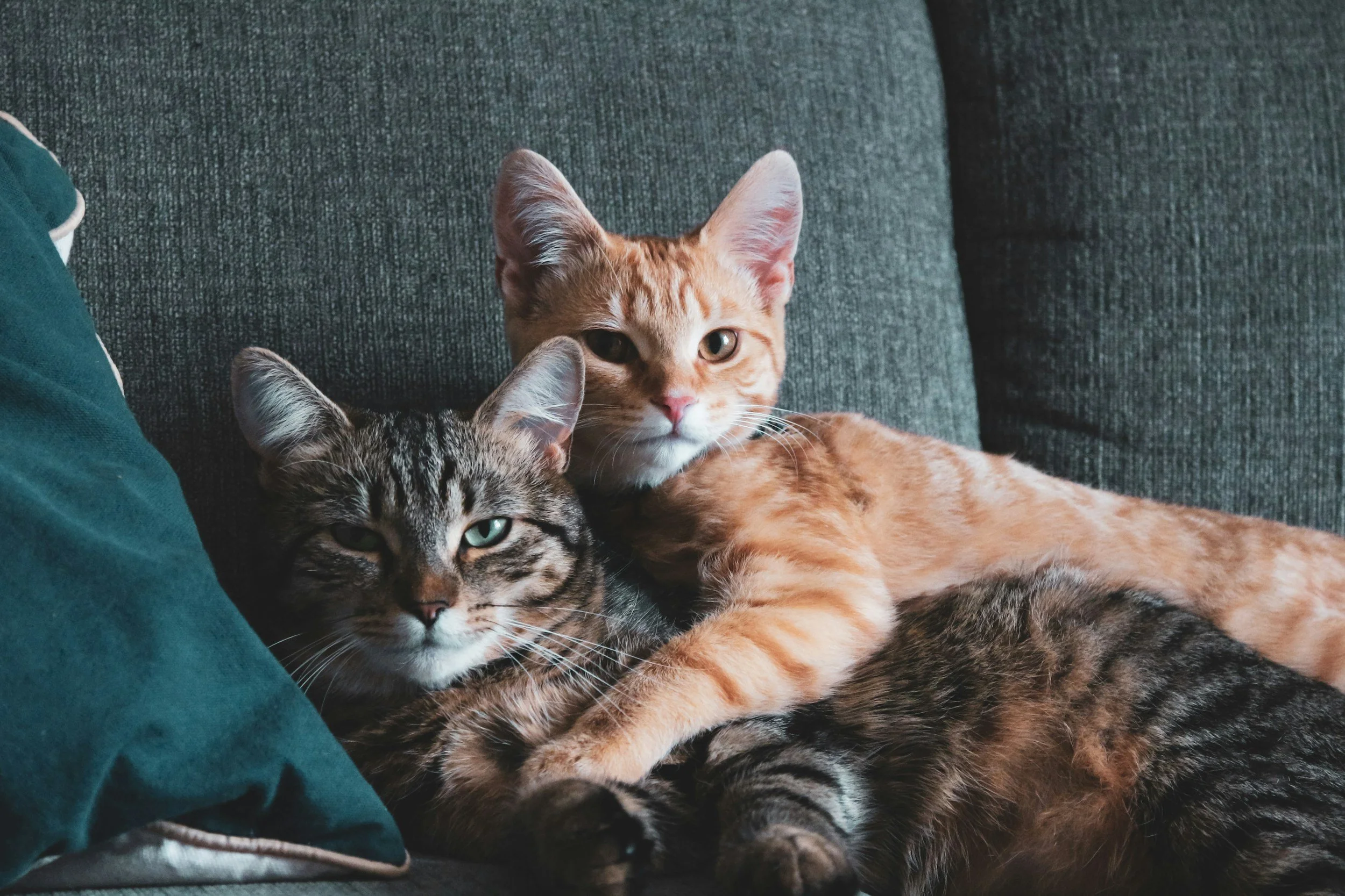 Two cats, one orange and one tabby, lying on a dark gray couch with a dark green pillow nearby.