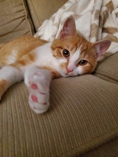 An orange and white cat lying on a beige sofa, resting its head and front paw on the cushion.