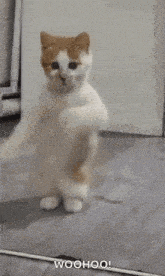 A fluffy cat standing on its hind legs with front paws raised, looking excited, with the caption 'WOOHOO!'