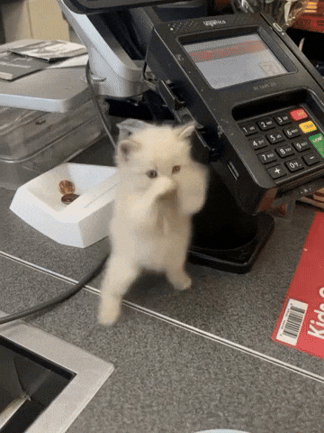 A small white kitten standing on a store counter next to a cash register.