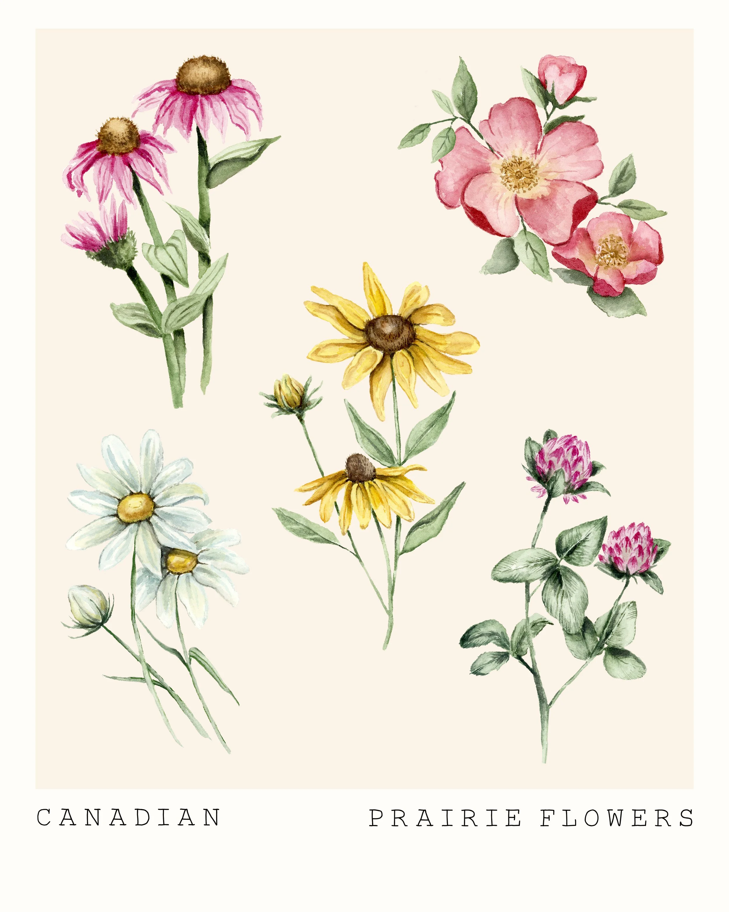 prairiefloral copy.jpg