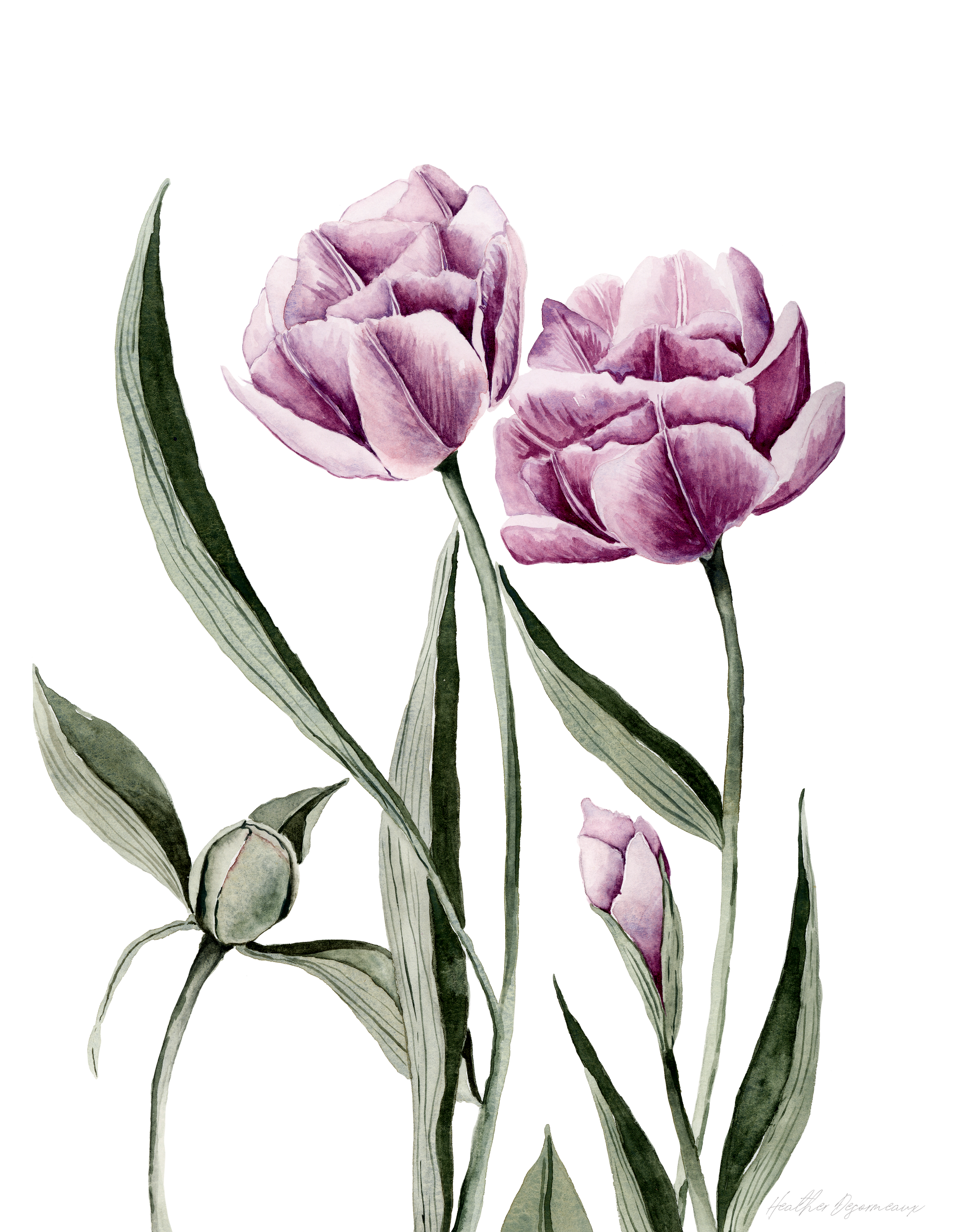 pinktulipcopy.png