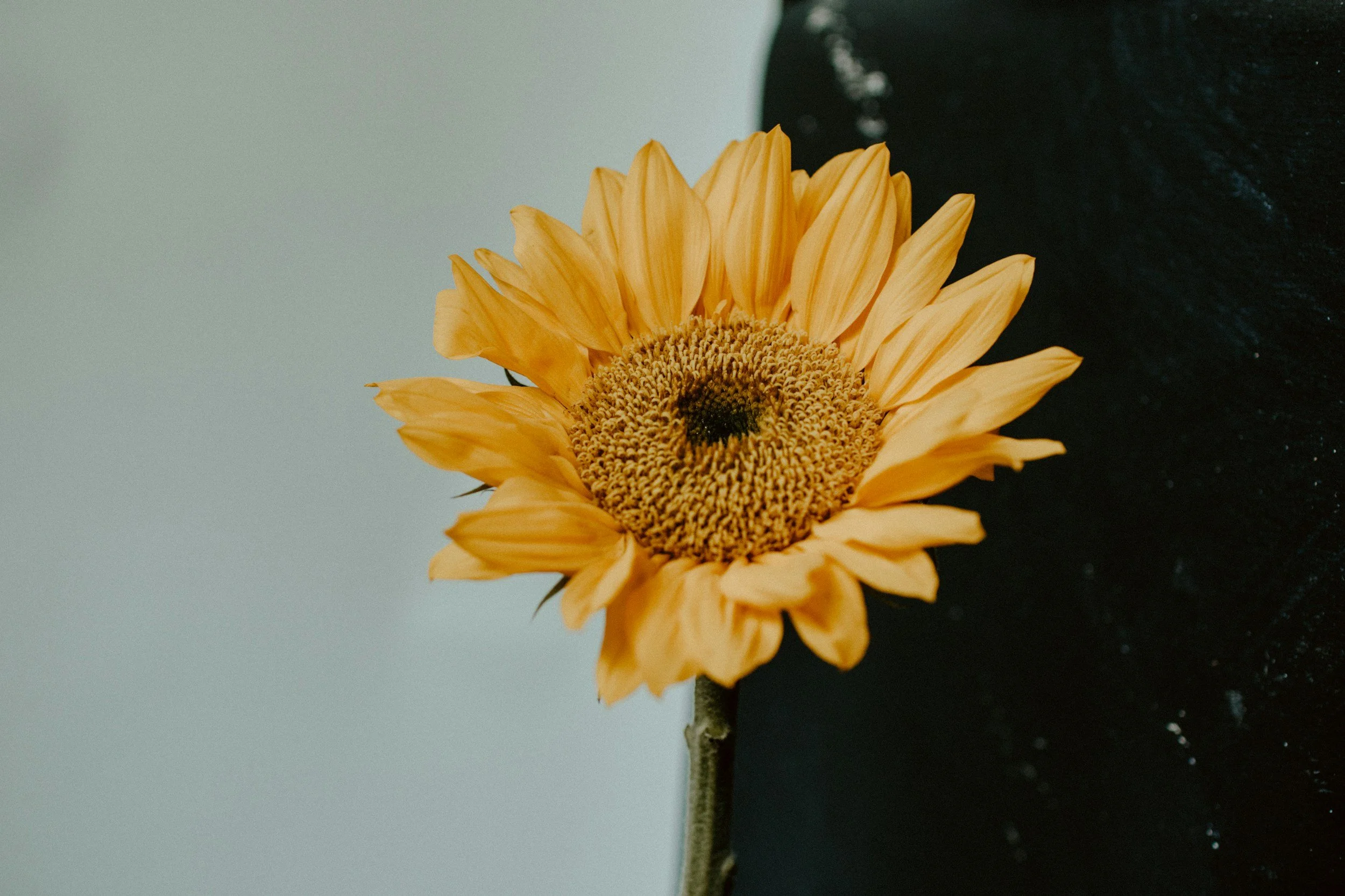 Close-up of a yellow sunflower with a black background on the right and a gray background on the left.