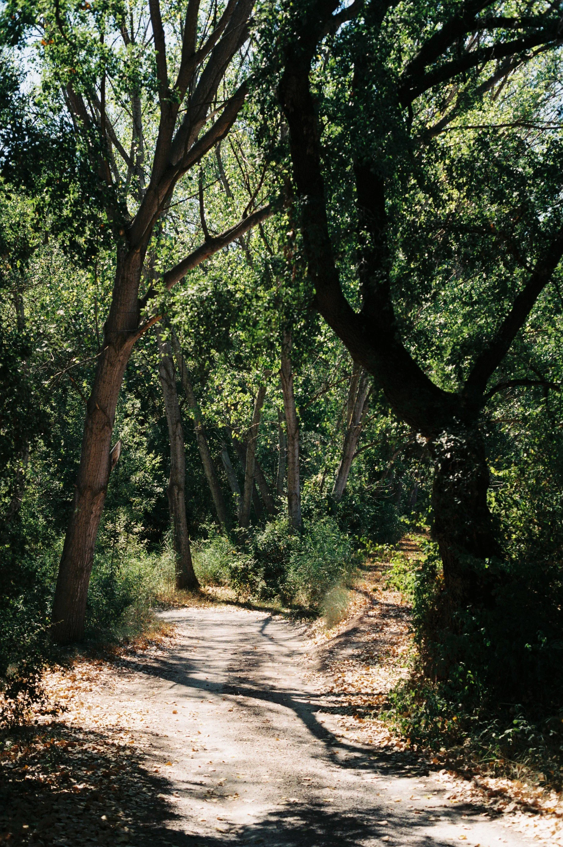 JULIOL 26 VECIANA LLORETÓ.JPG