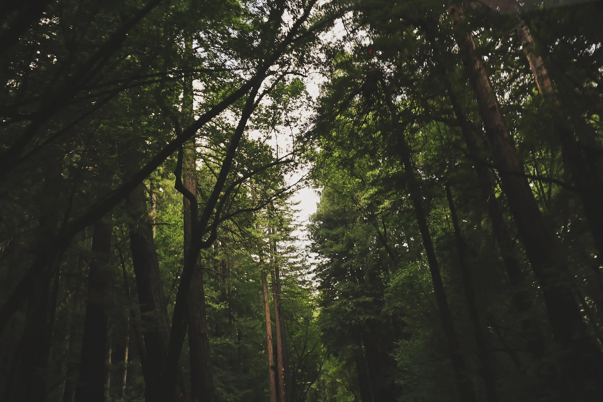 Gratitude 101 [mindset]