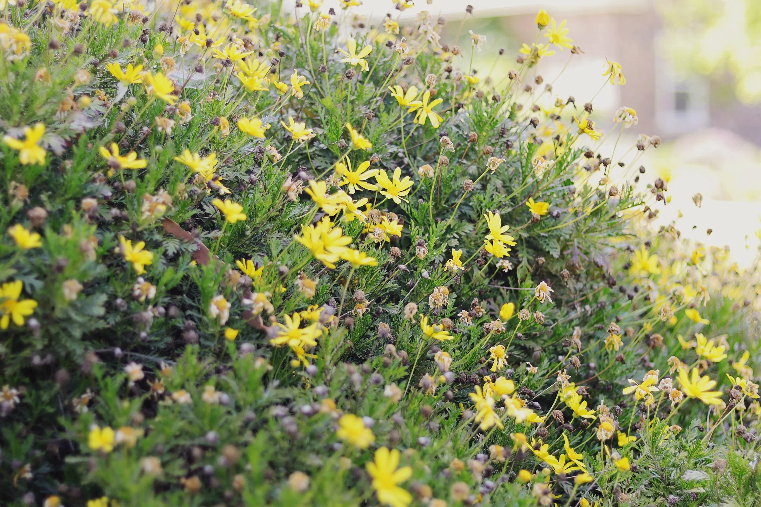 Seasonal Allergies [+ Eczema] 101