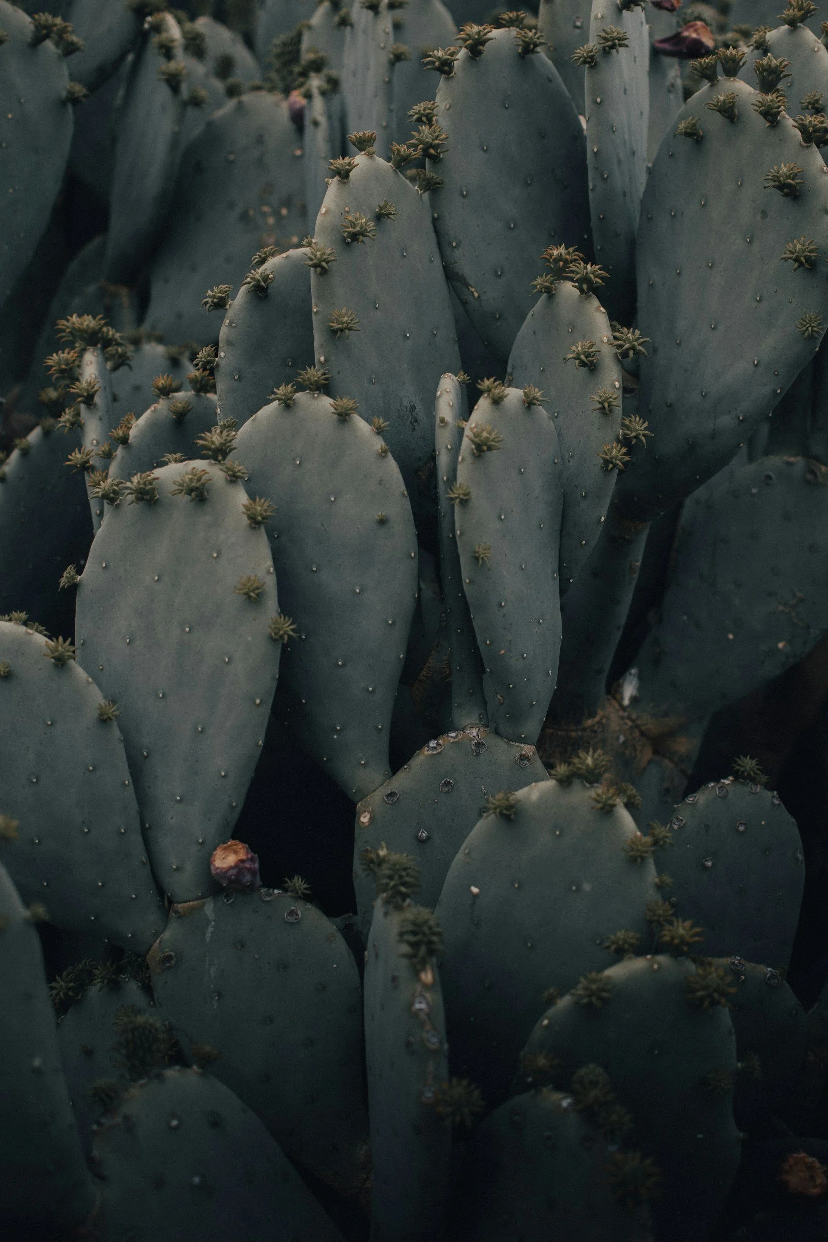 Texas Local Resources