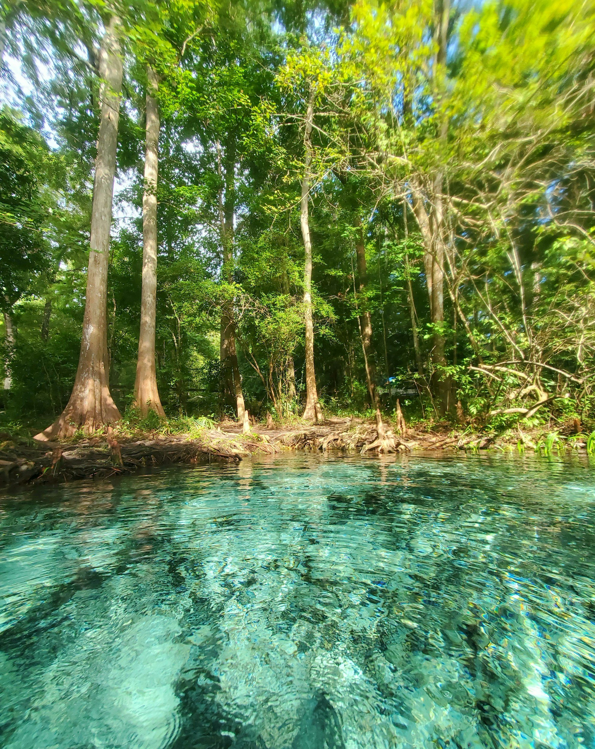 Clear turquoise water in a natural waterway with a forested shoreline and tall green trees.