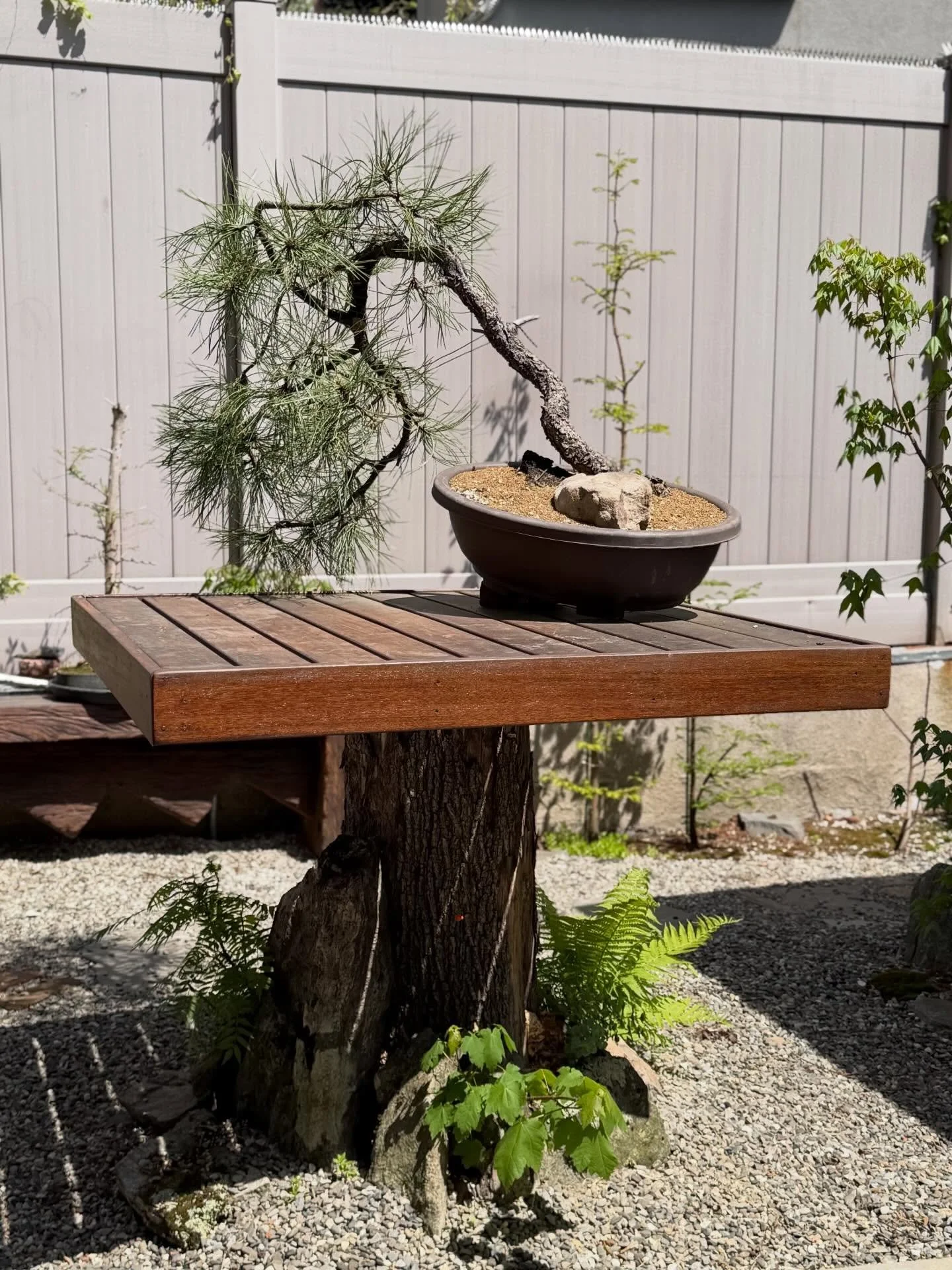 @smithstreetrodandgunclub Bonsai Garden. Ipe furniture set along side the beautiful works of @benjaminkeatingstudio , @bertkrak , @kanegordon_ , and the rest of the guys at SSRGC.
