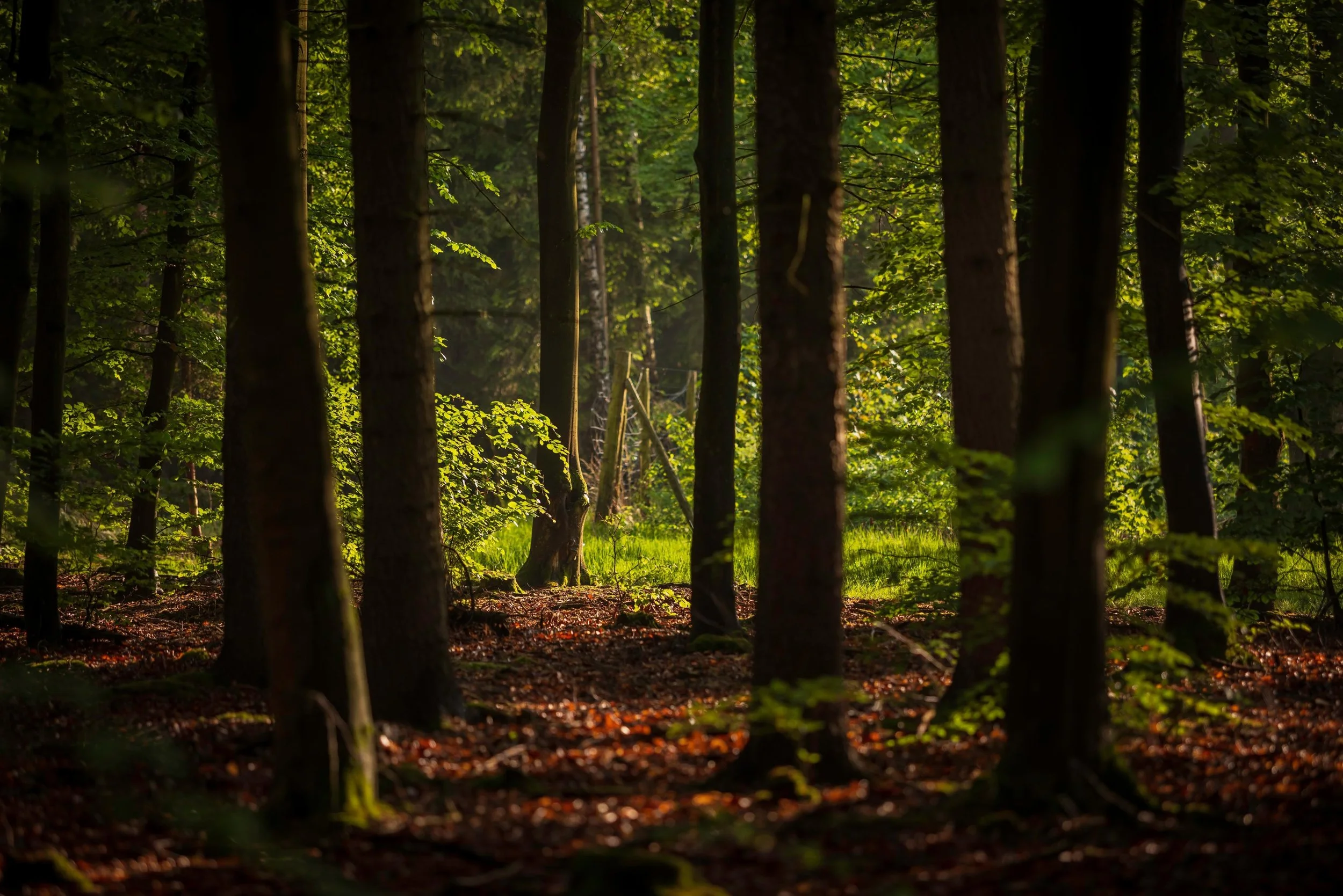 darkness-forest-horror-spooky-2026-01-09-10-14-11-utc.jpg