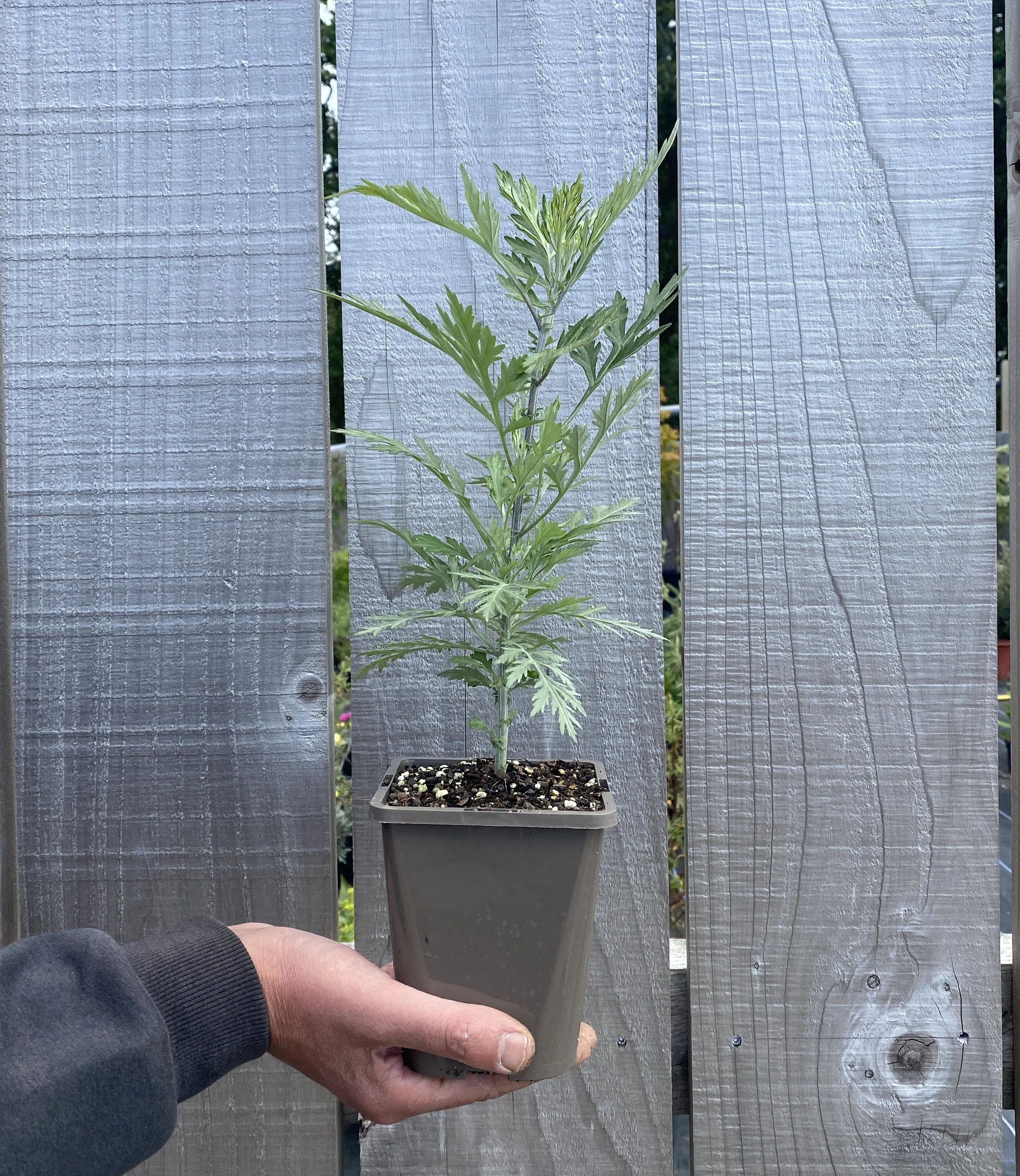 Artemisia Indica var. Momiyamae