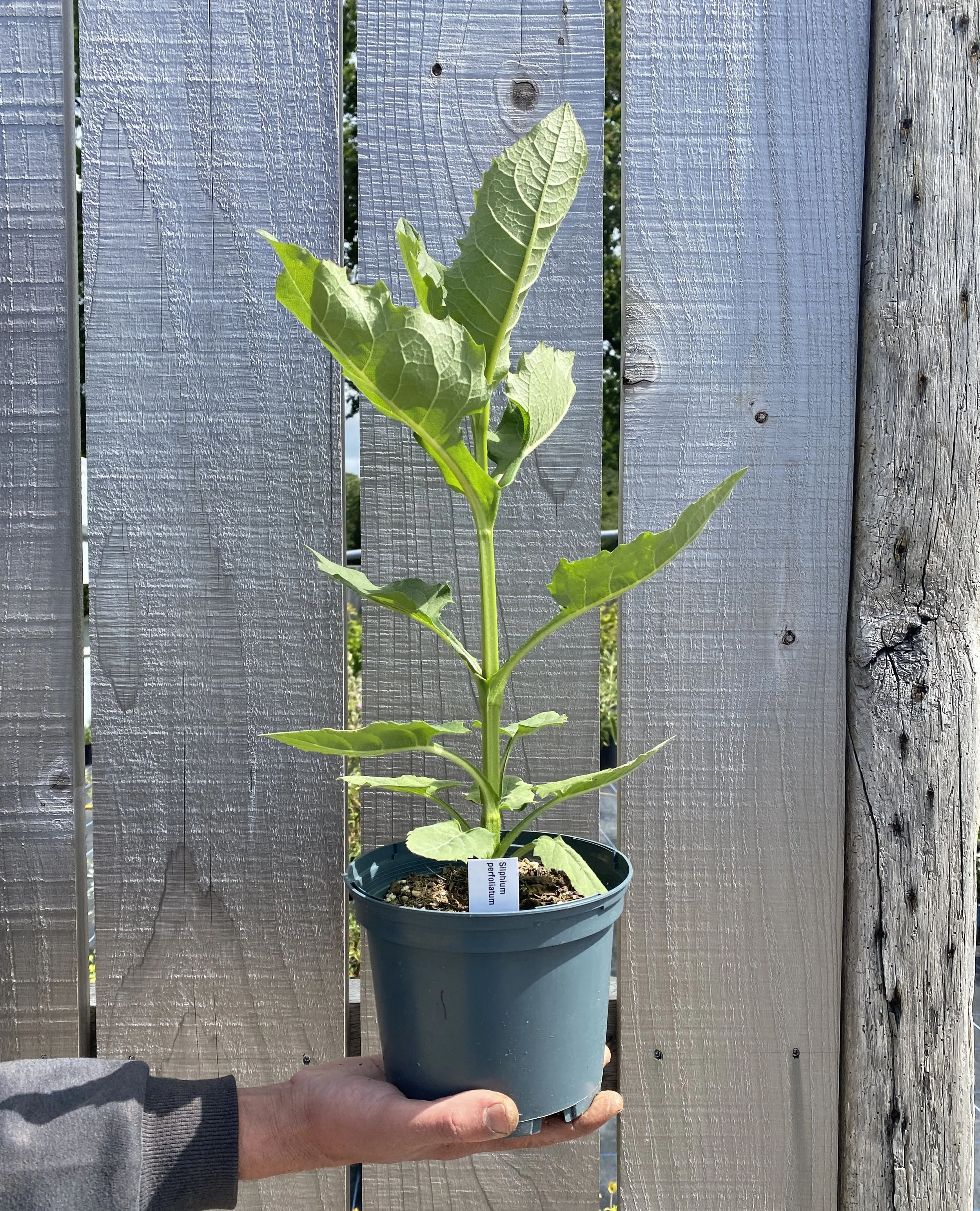 silphium_perfoliatum.JPG
