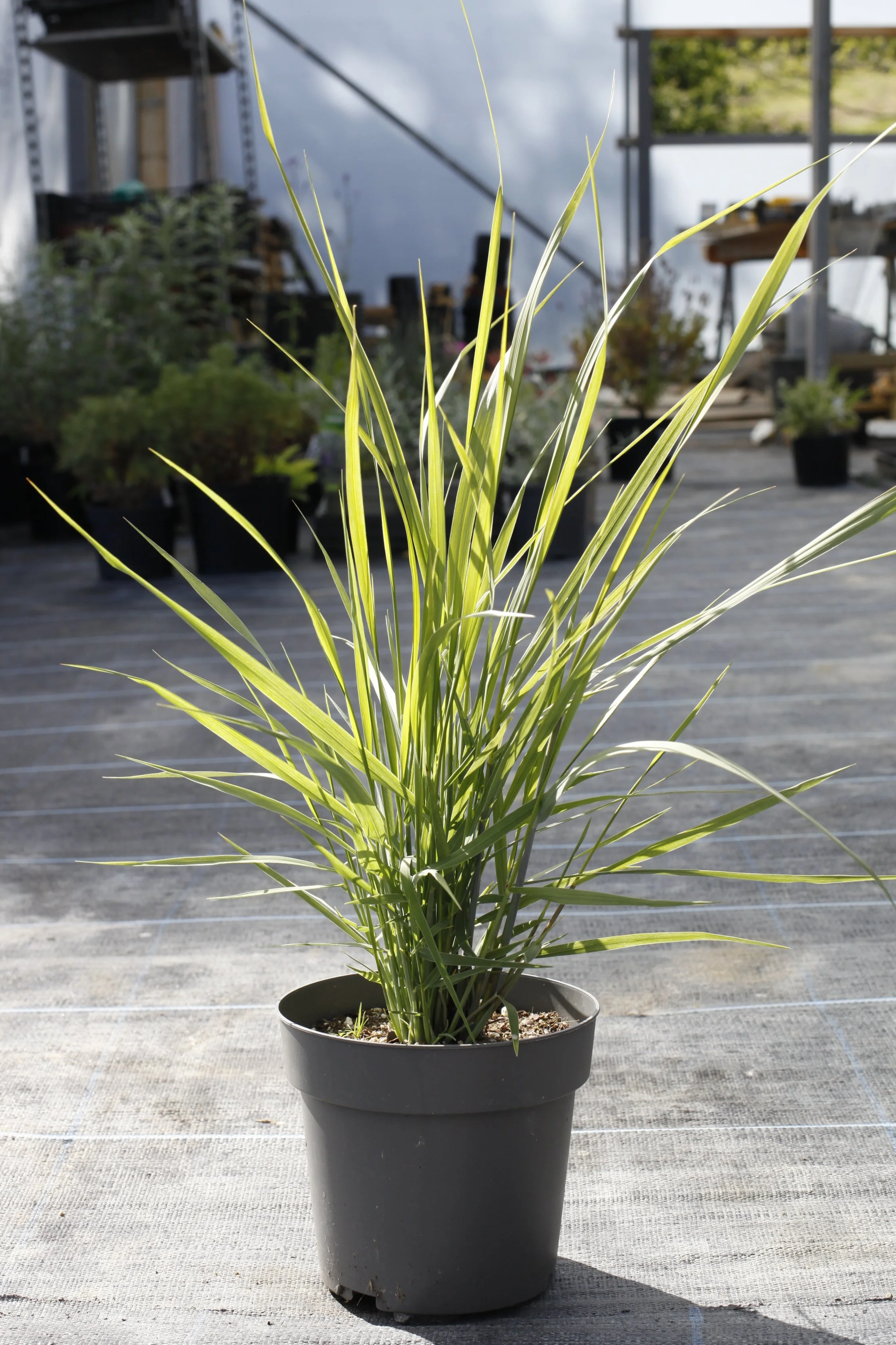 Panicum Virgatum 'Blue Giants'