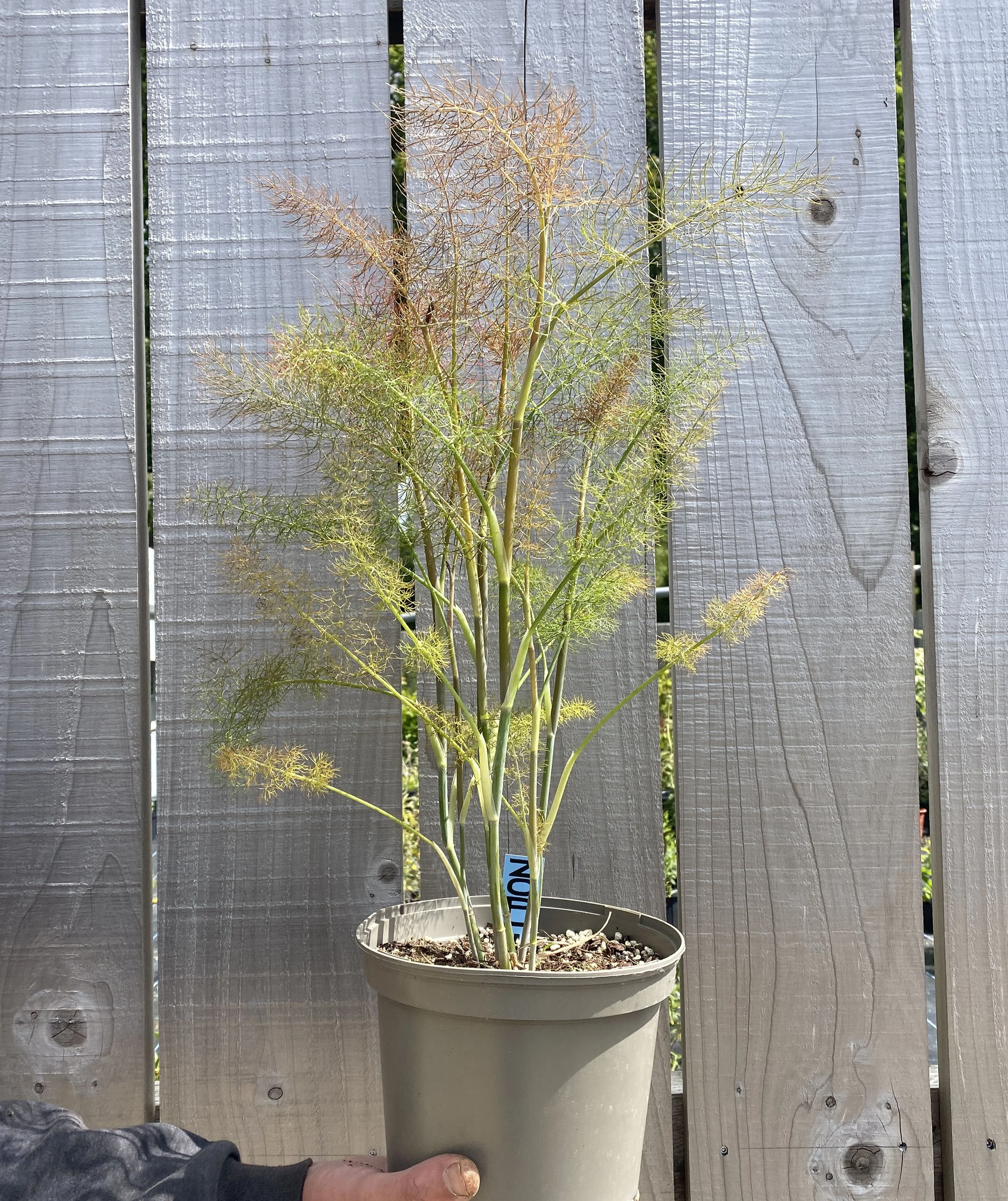 fern.JPG