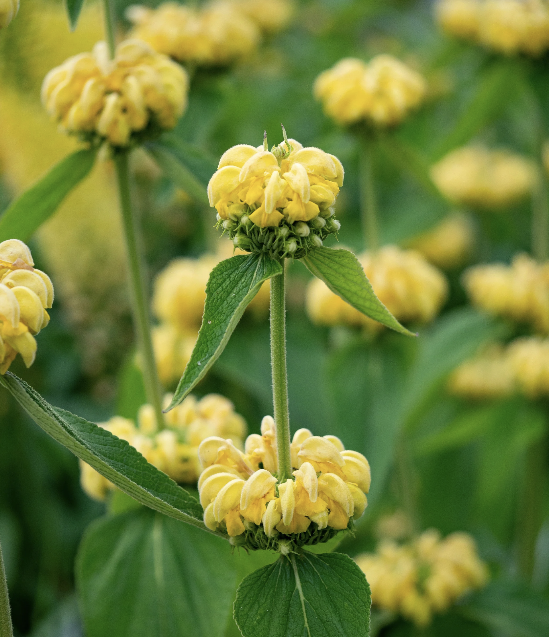 Phlomis russeliana