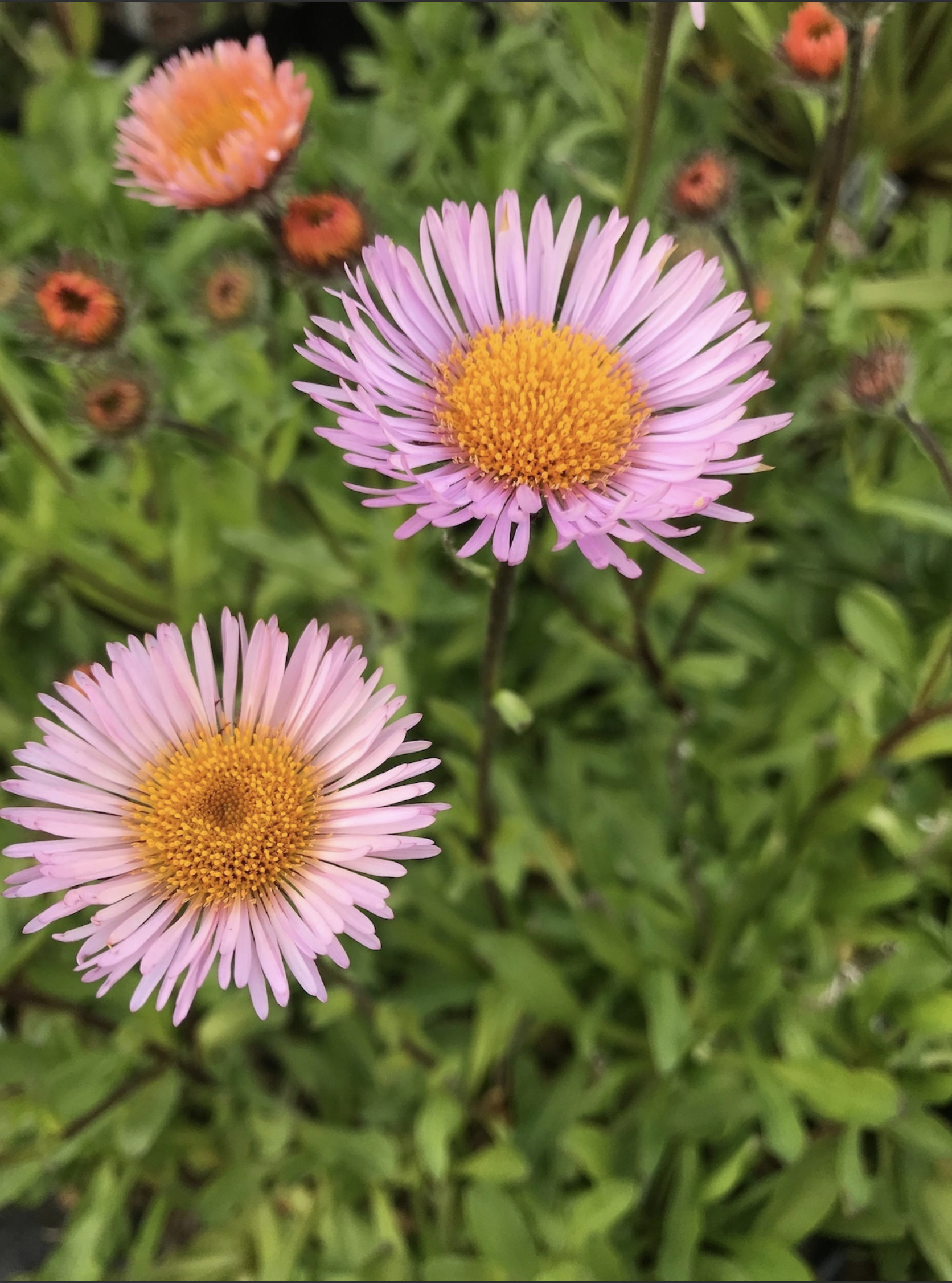 Erigeron 'Dimity'