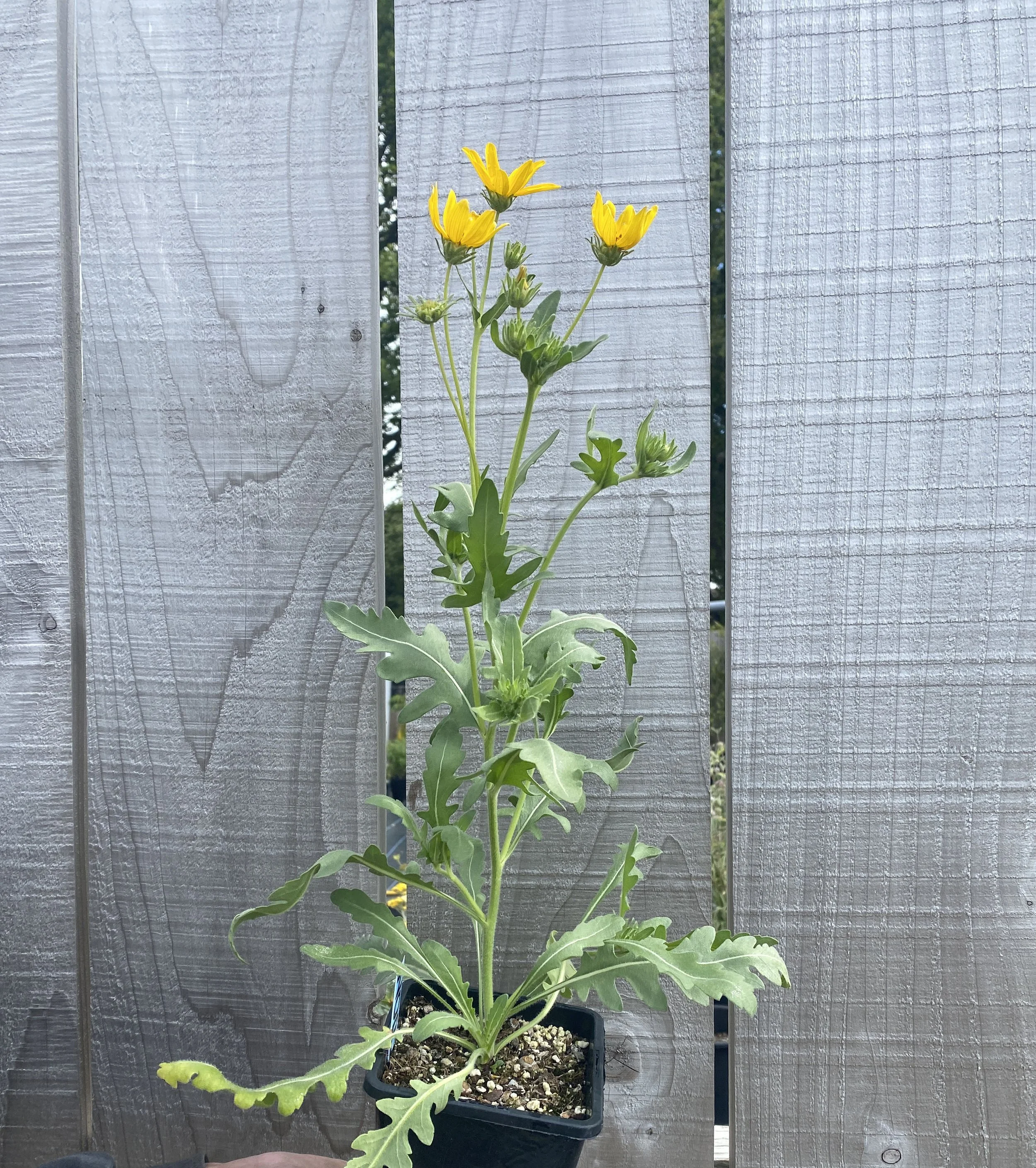 Engelmannia Persistania