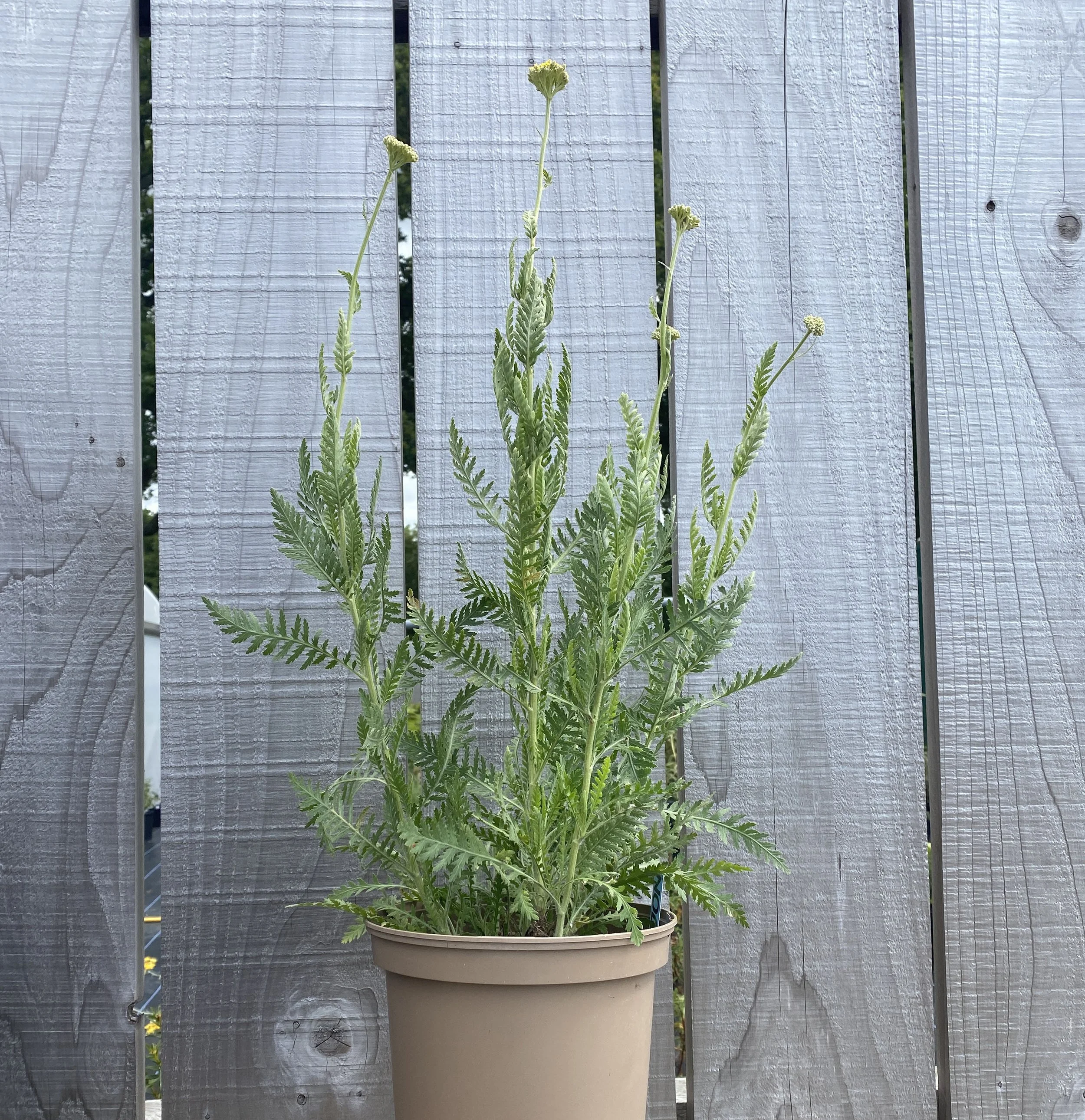 Achillea Filipendulina ex Kyrgyzstan