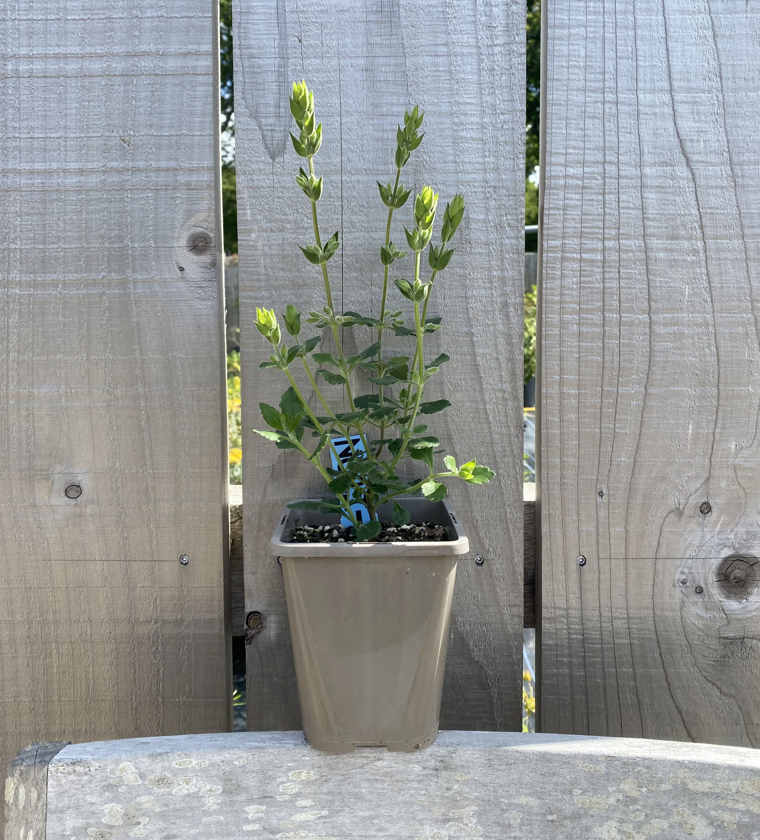 Teucrium Martin