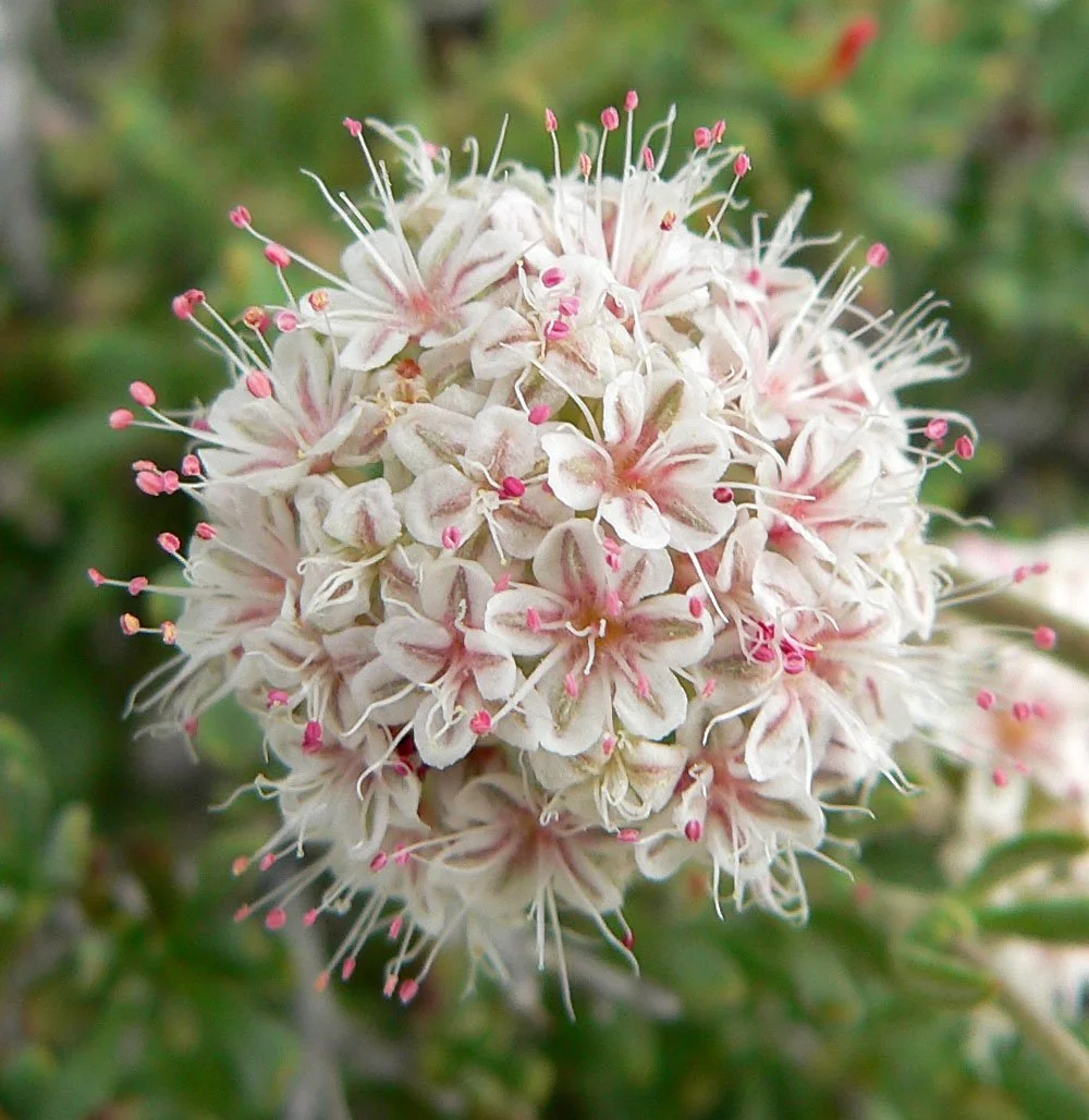 Eriogonum_fasciculatum_5.jpg