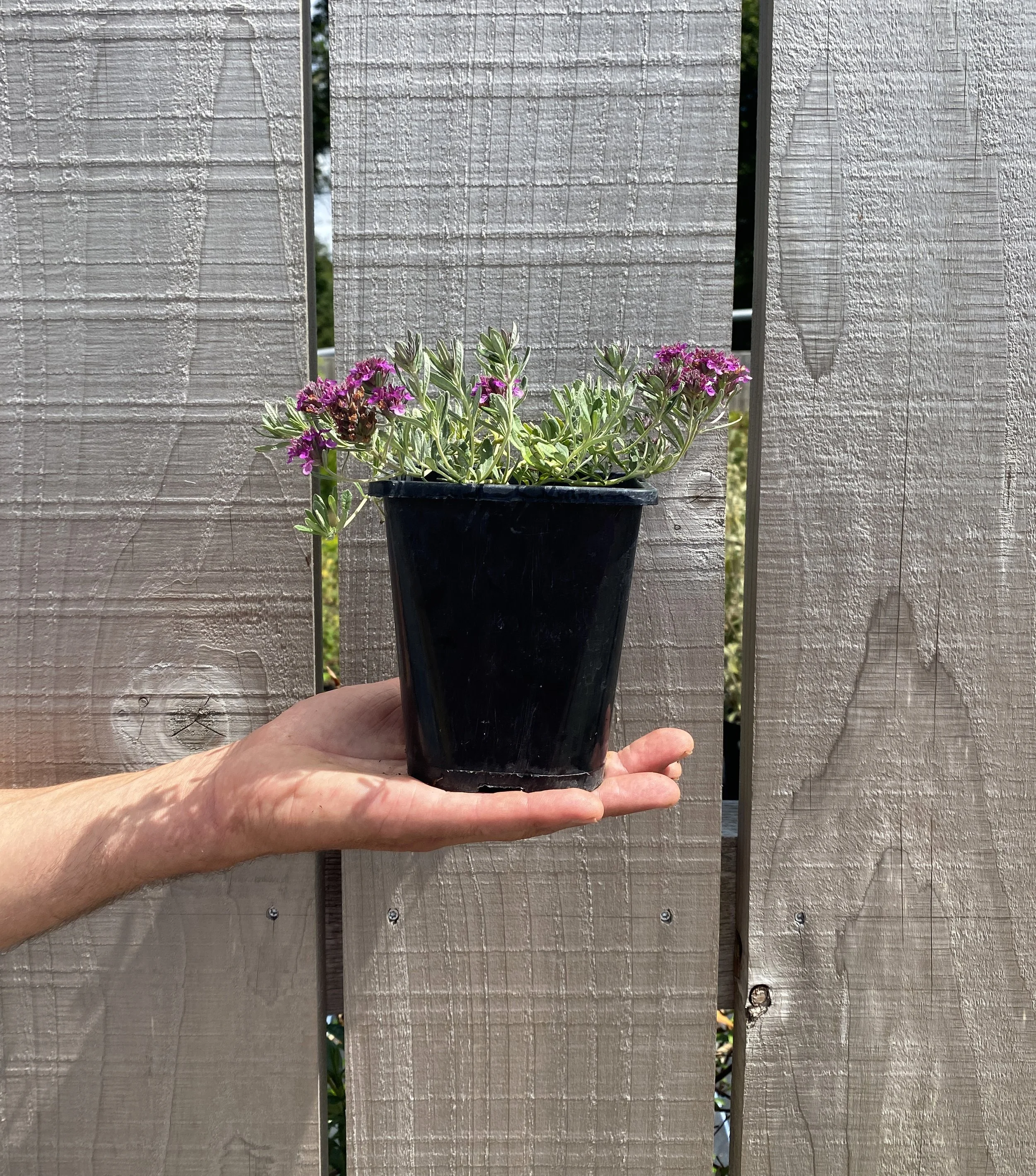 Teucrium Ackermannii Hort