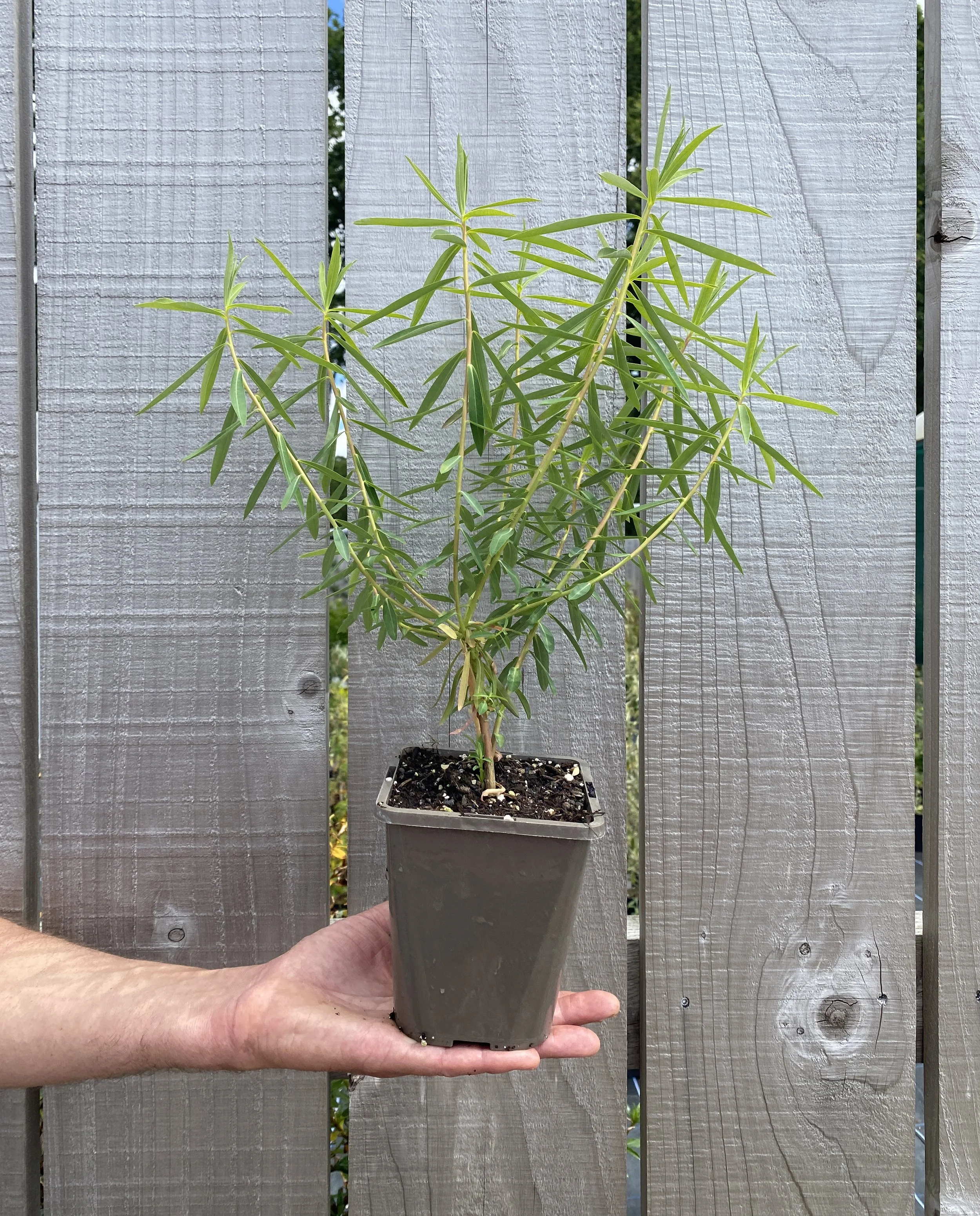 Euphorbia Cornigera