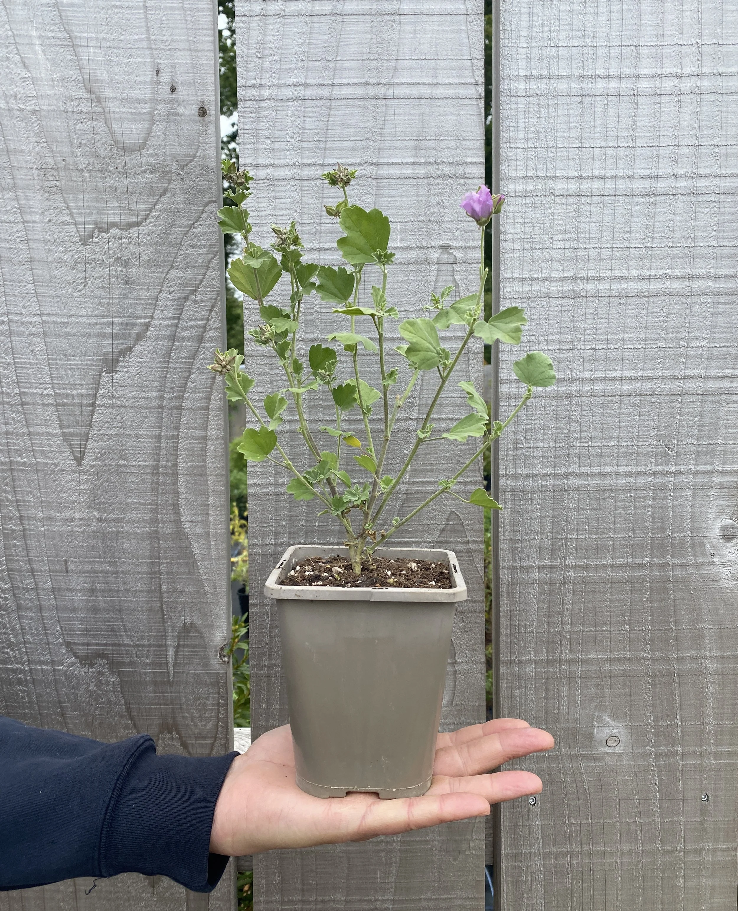 Andemalva Chilensis ‘Malvaceae’