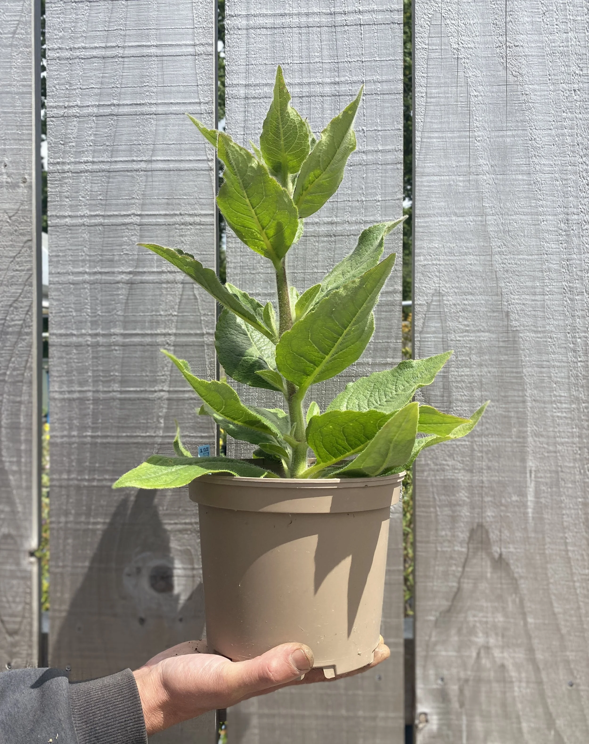 Silphium Morhii