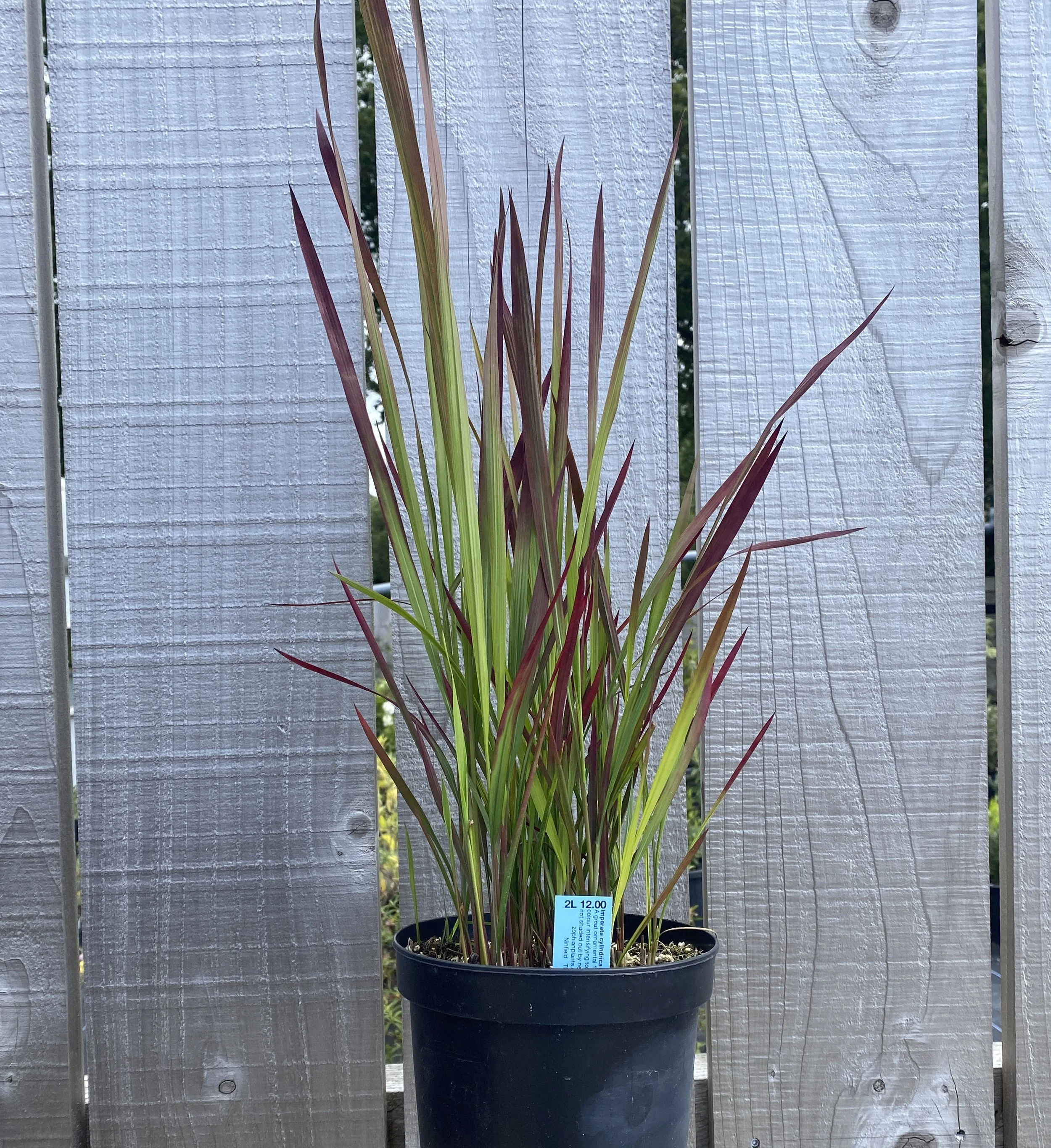 Imperata Cylindrica Ruba
