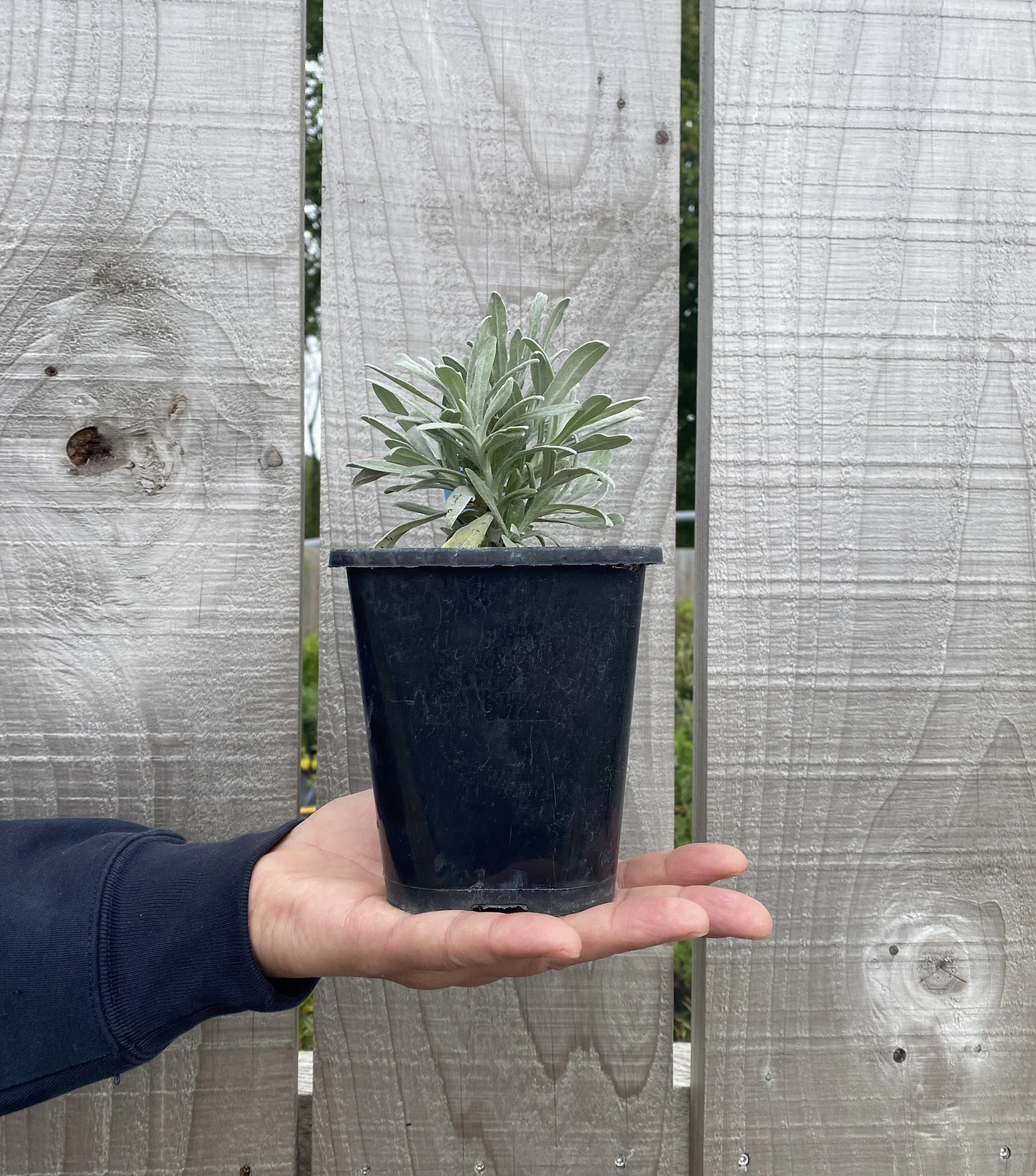 Helichrysum Orientale
