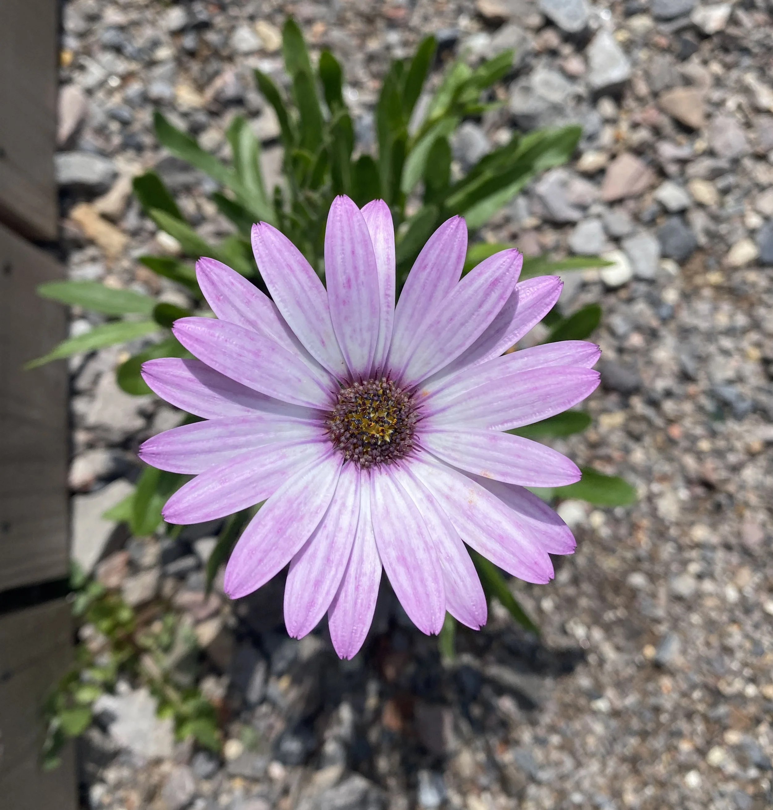 osteospurmum2.JPG
