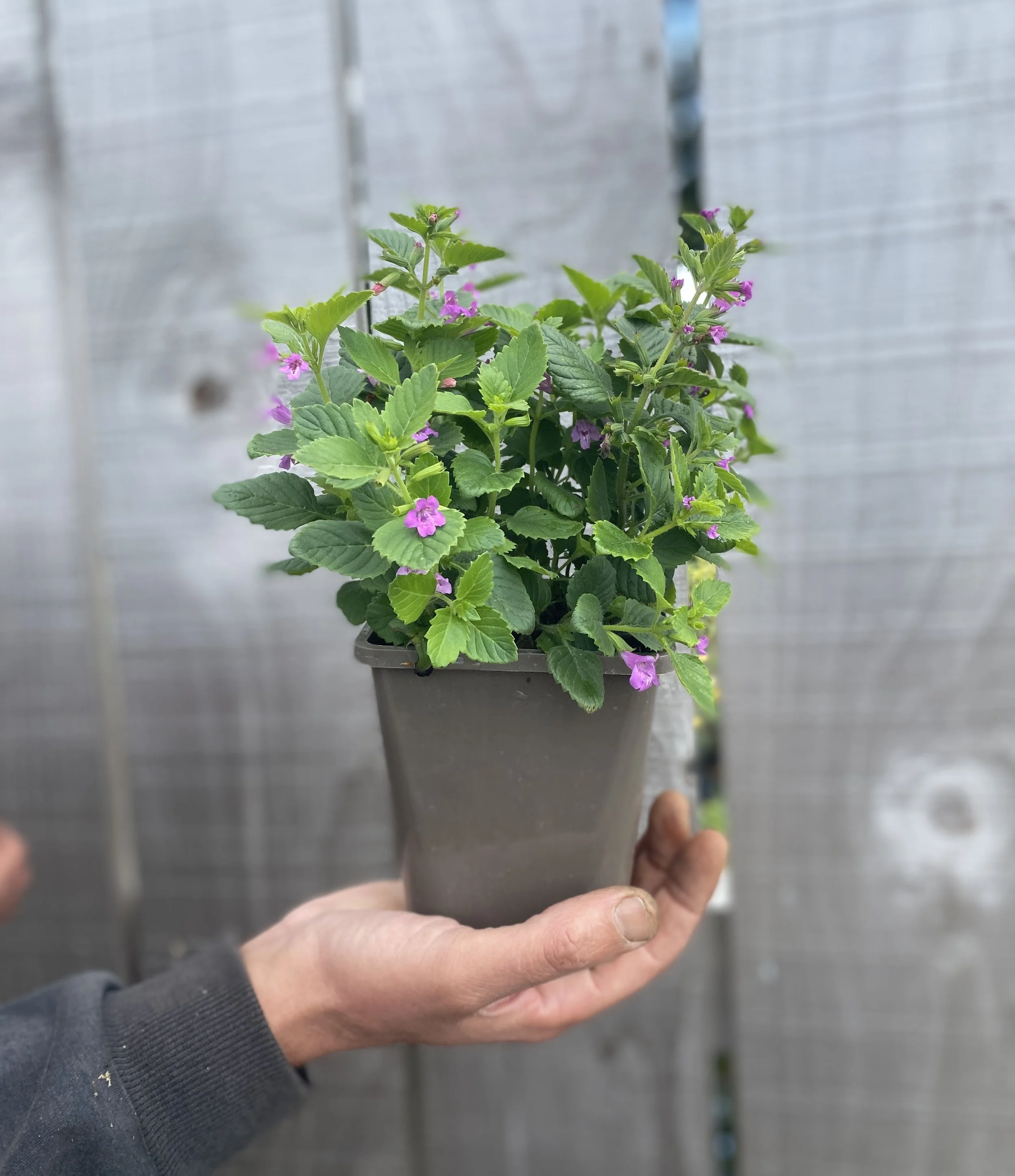 nepeta_grandiflora.jpg