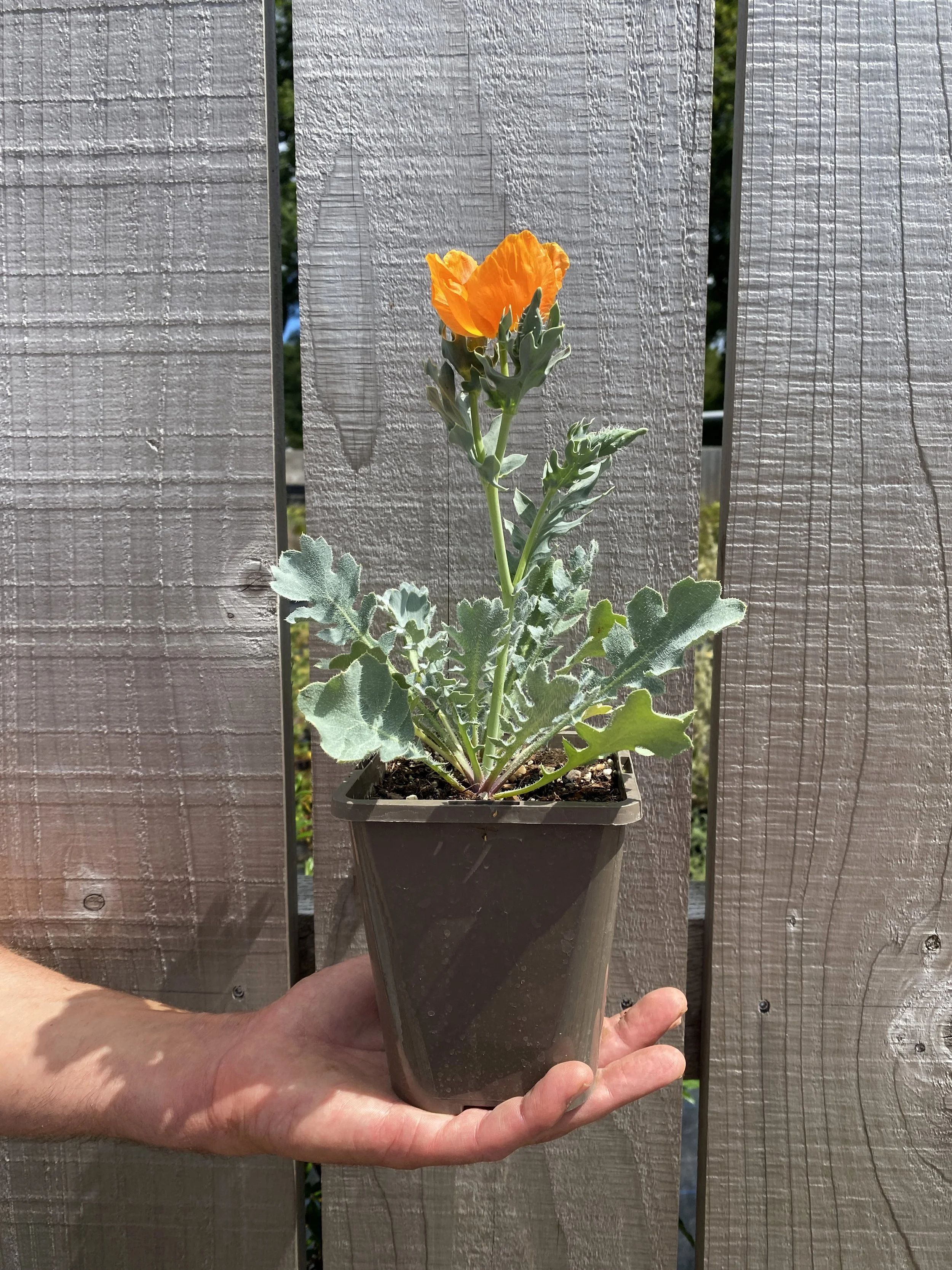 Glaucium falvum var. aurantiacum, Horned Poppy Burnt Orange