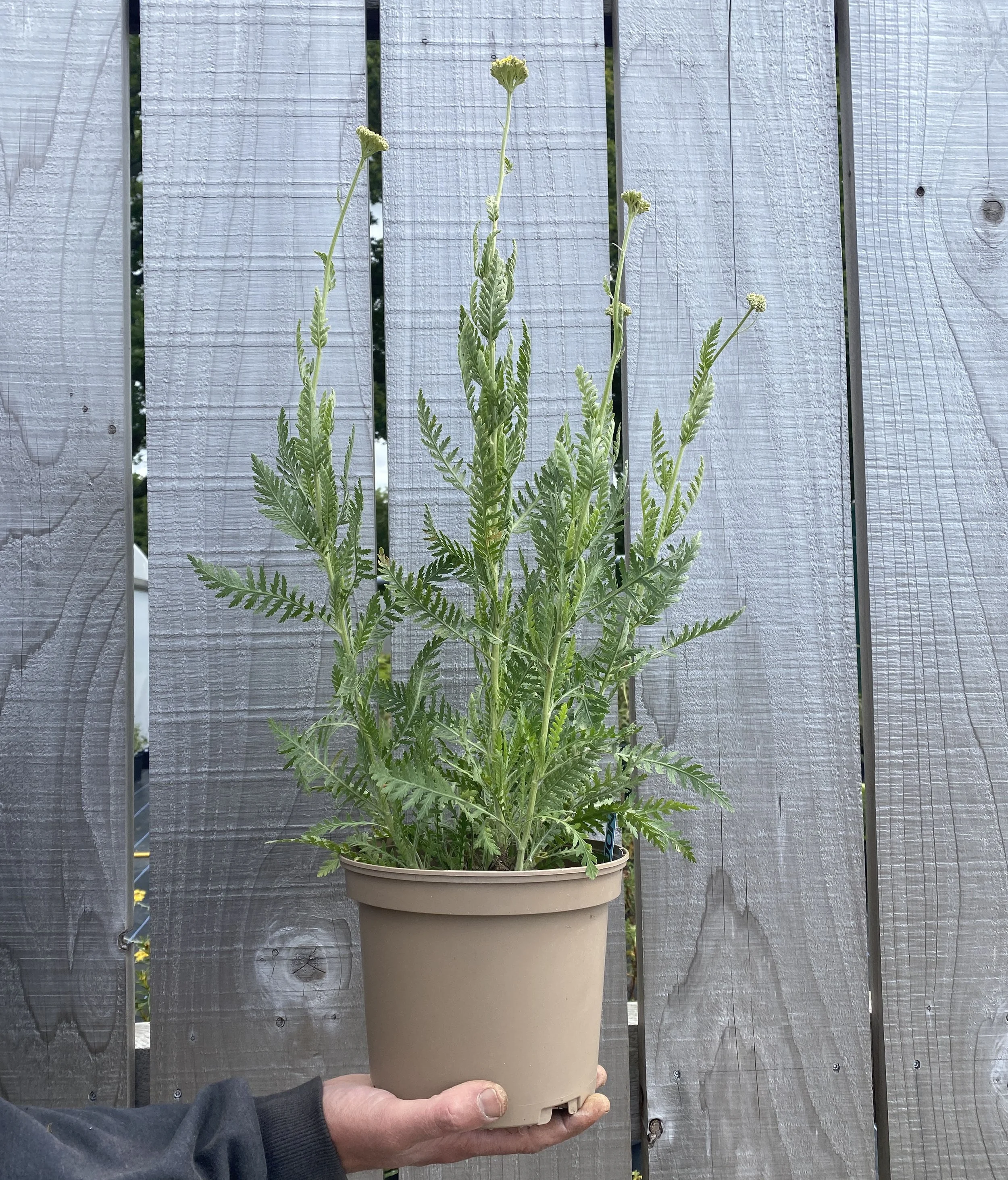achillea-Kyrg.JPG