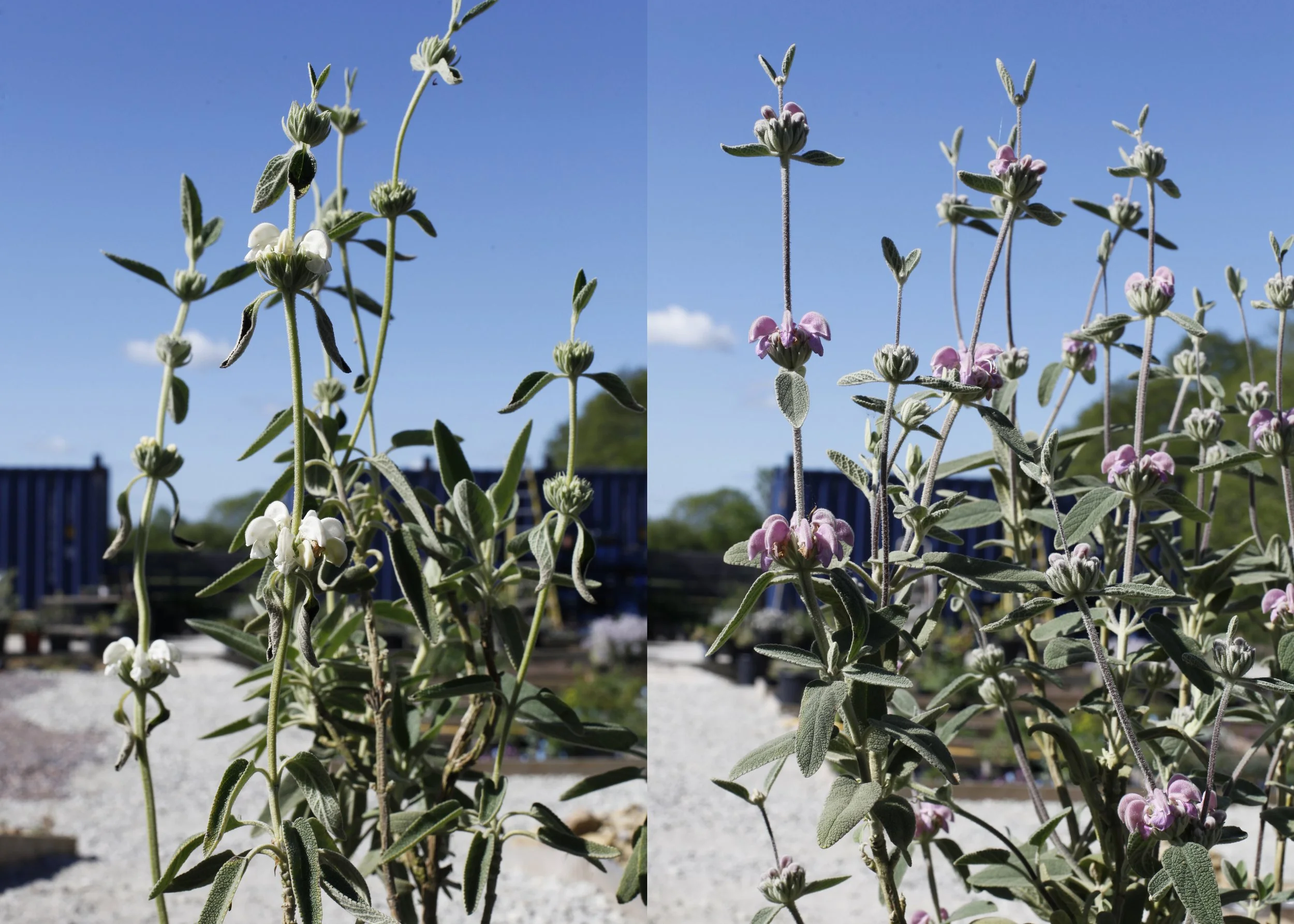 covercrop.jpg